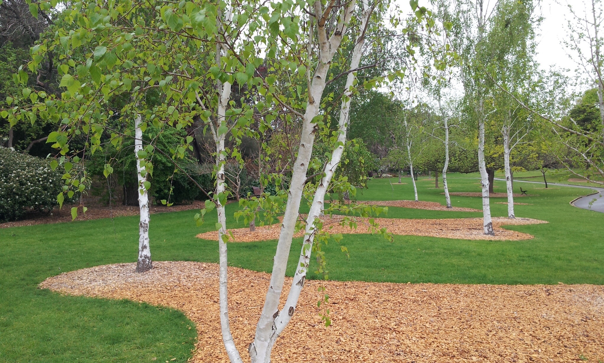 Betula pendula, Silver birch, May 2022, Brenlissa online nursery, 2050x1240 HD Desktop