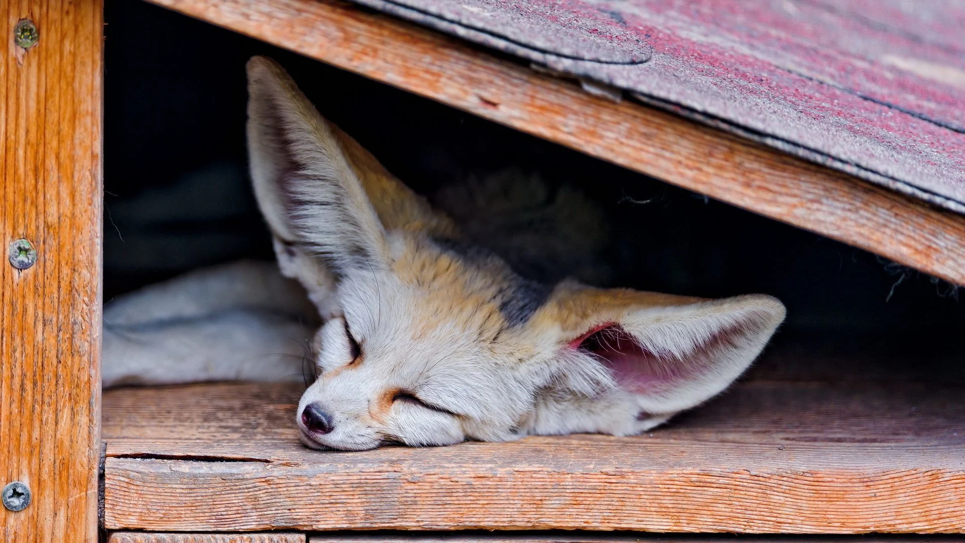 Fennec Fox, Small desert dweller, Big-eared beauty, Elegant coat, 1920x1080 Full HD Desktop