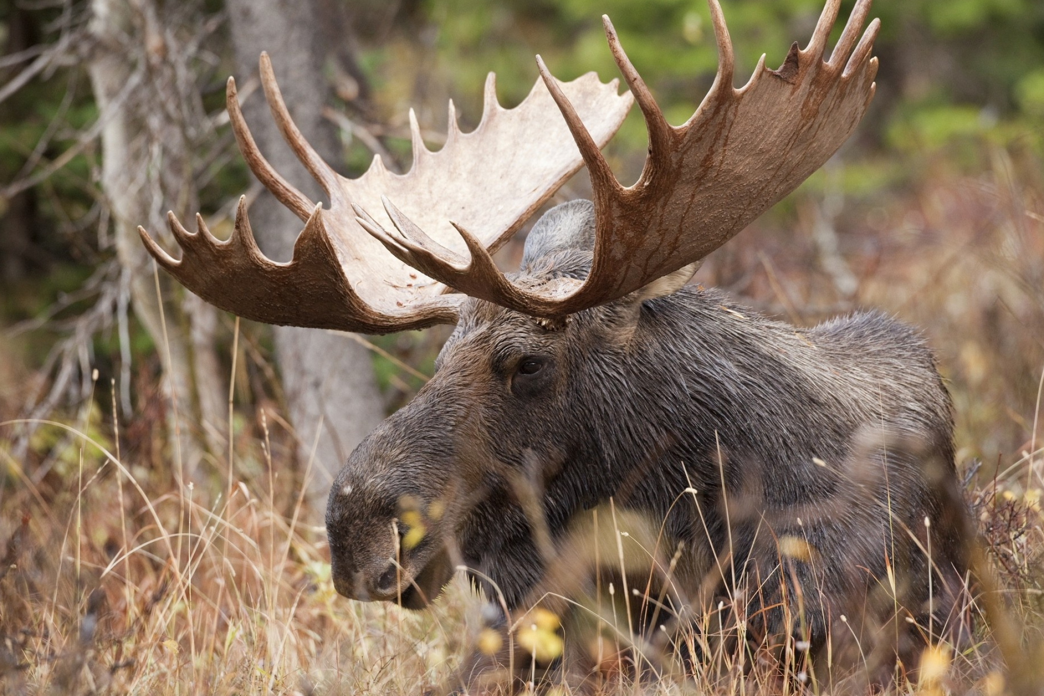 Moose, Computer wallpaper, Stunning moose, Digital delight, 2050x1370 HD Desktop