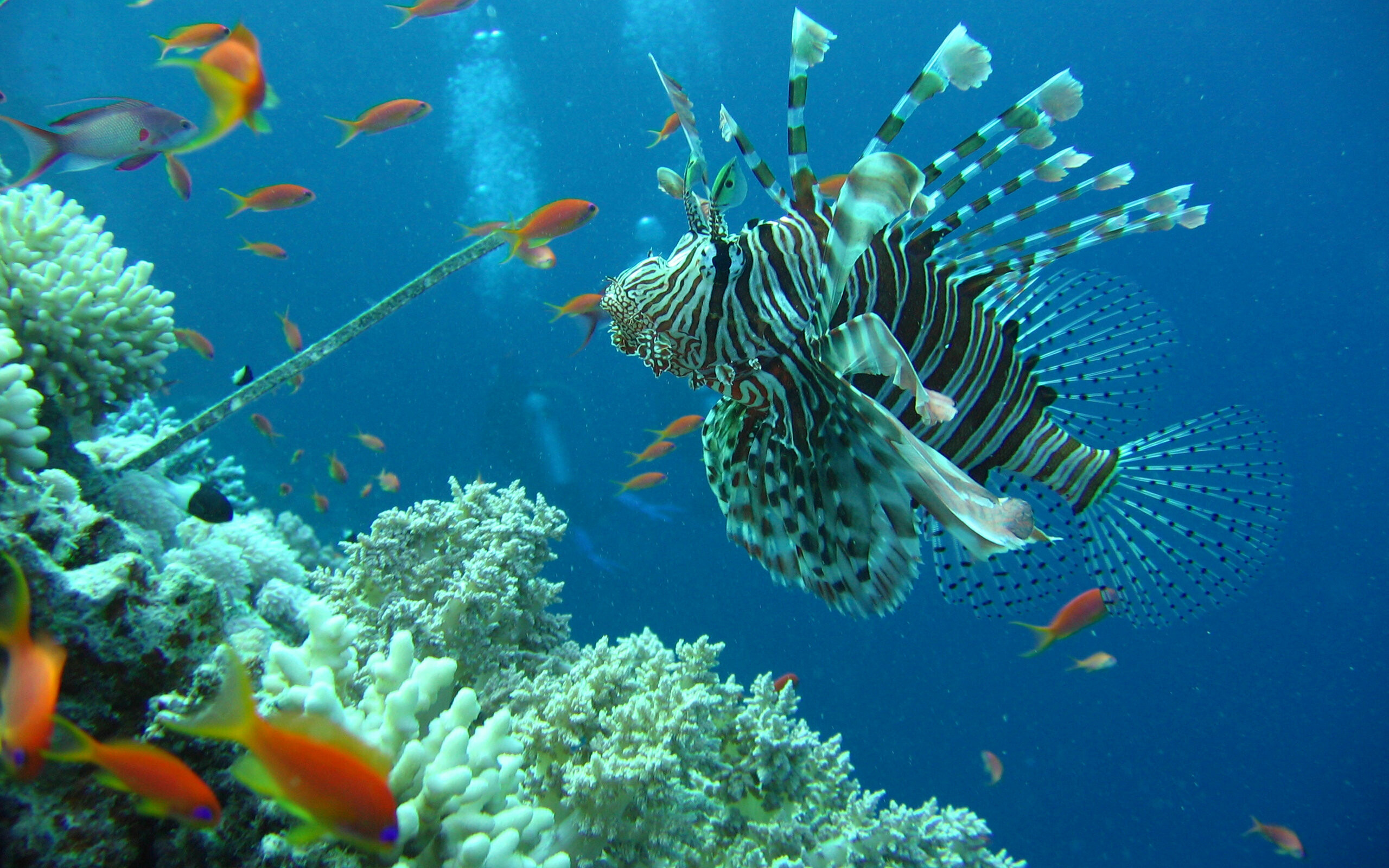 Lionfish, Great Barrier Reef Wallpaper, 2560x1600 HD Desktop