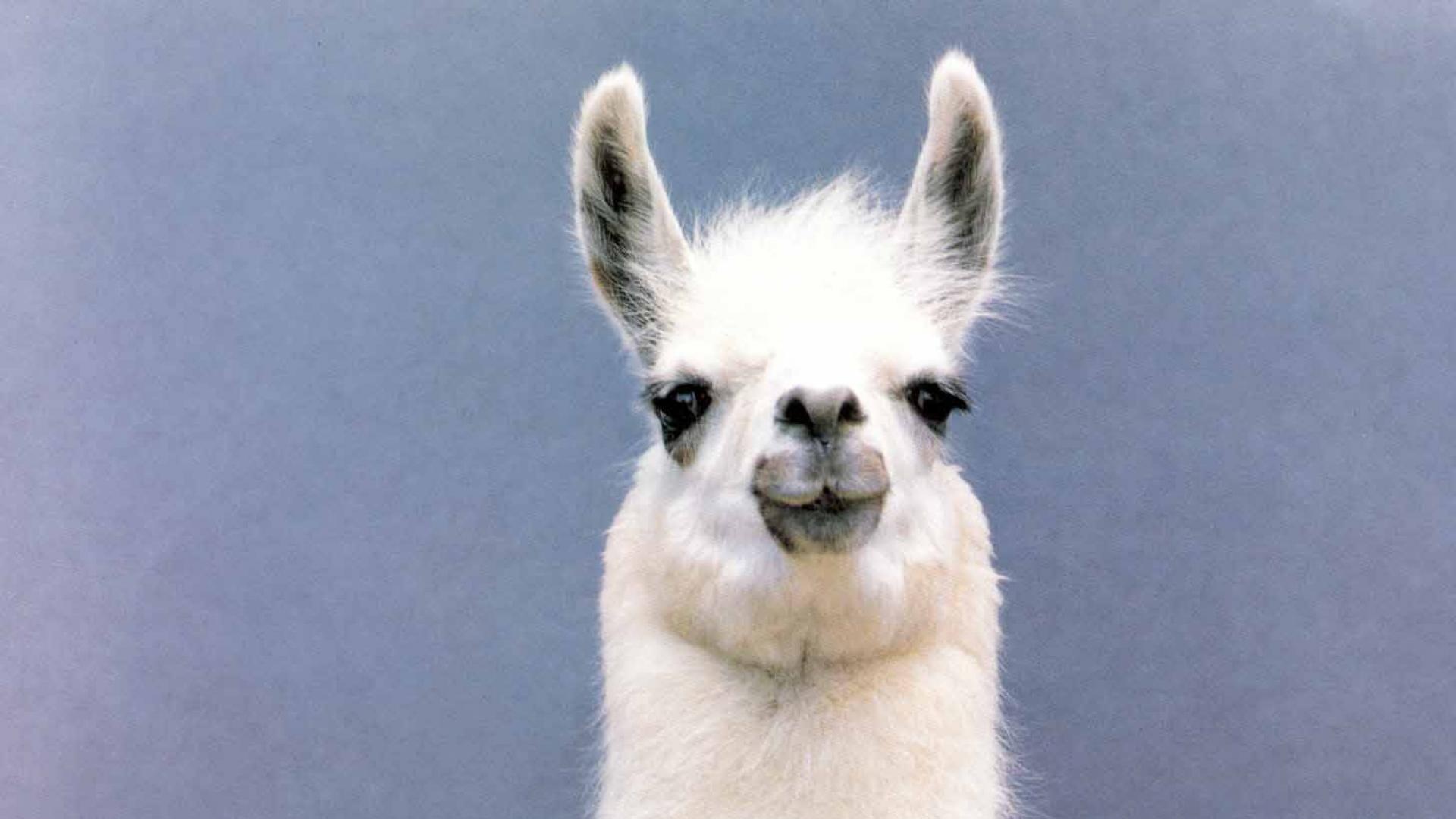 HQ llama pictures, Stunning animal wallpapers, Llama beauty in 4K, Animal kingdom wonders, 1920x1080 Full HD Desktop