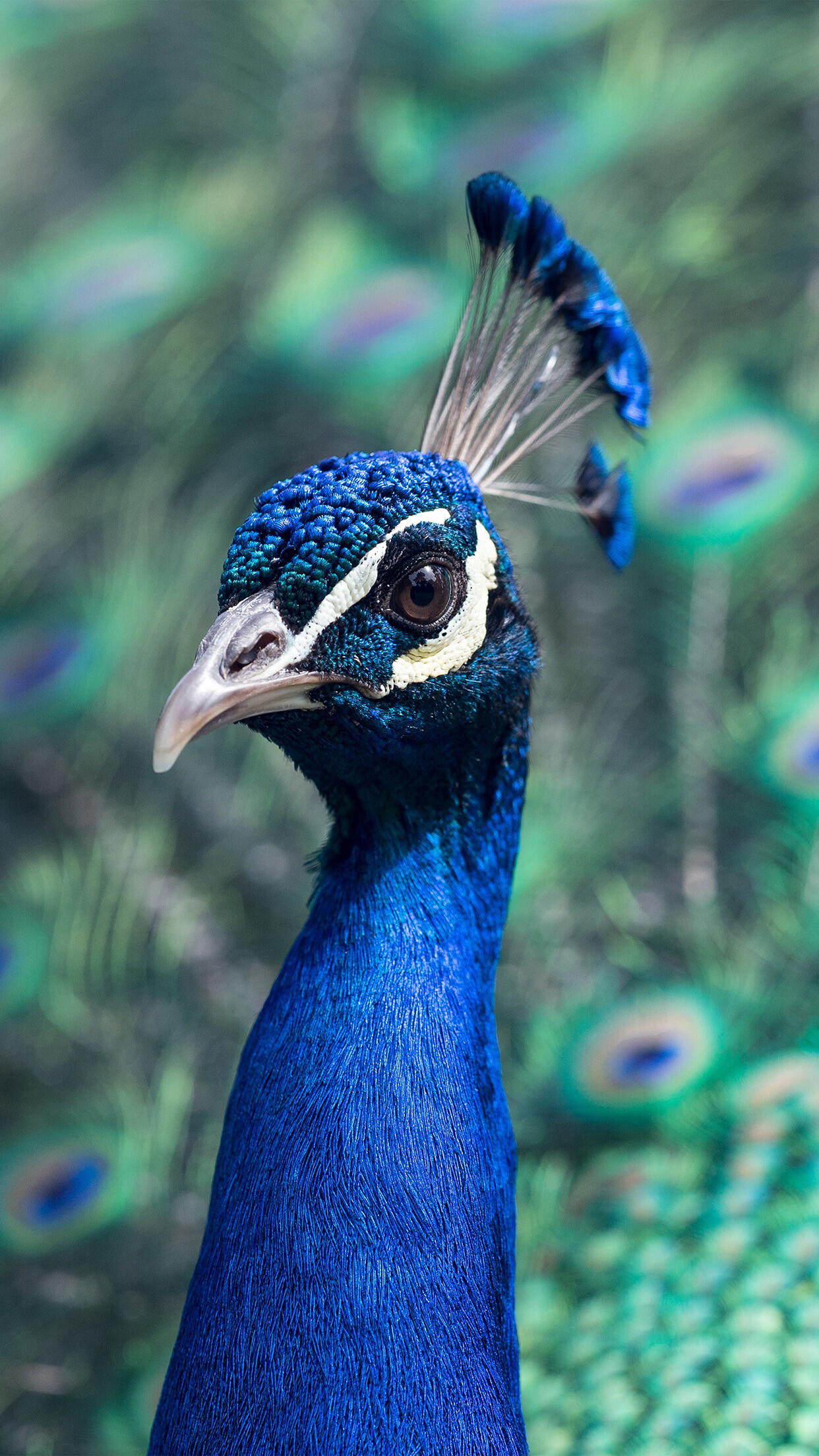 Bird nature, Blue peacock, iPhone wallpaper, Stunning, 1250x2210 HD Phone