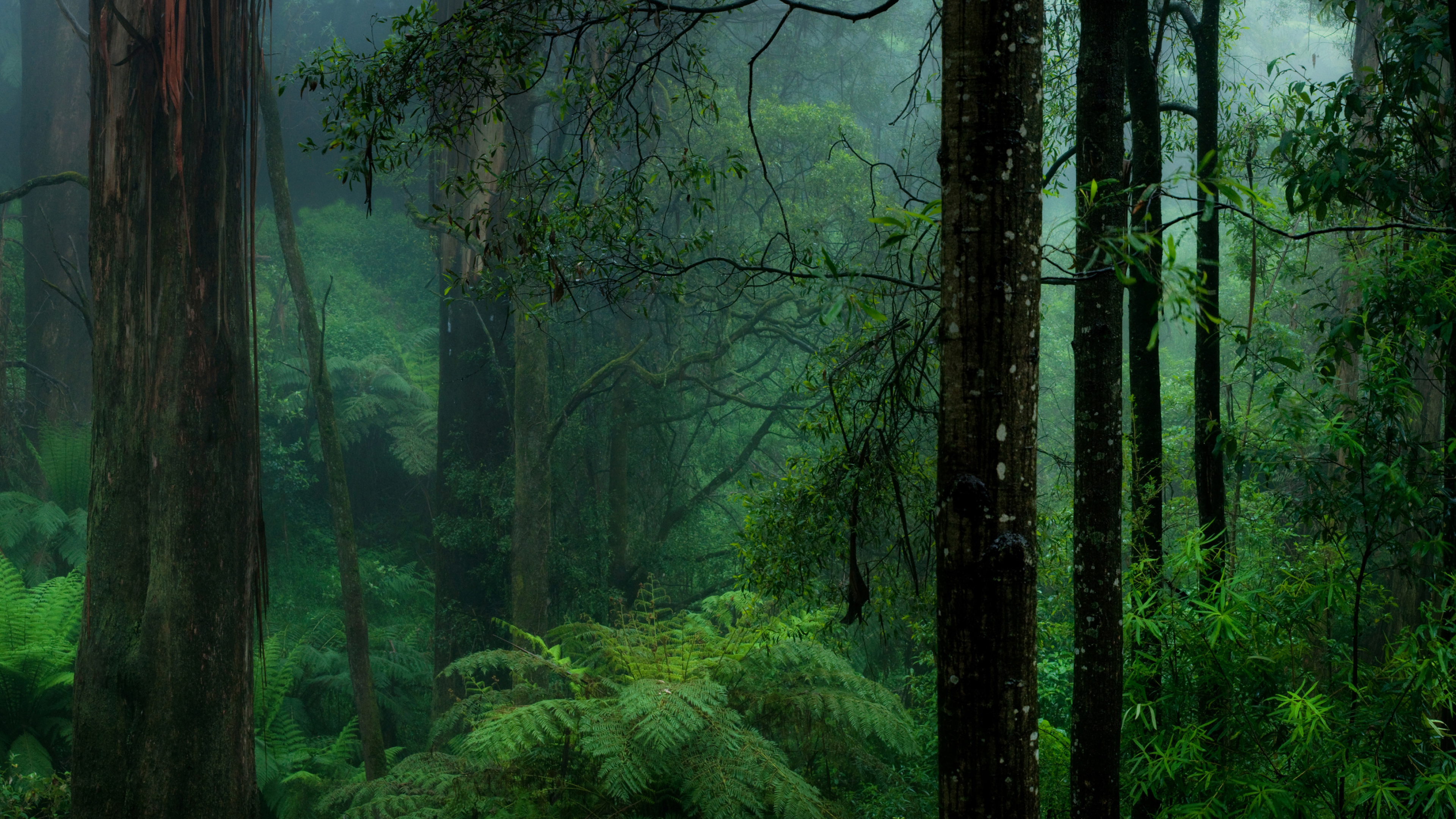 Yosemite, Green Forests Wallpaper, 3840x2160 4K Desktop