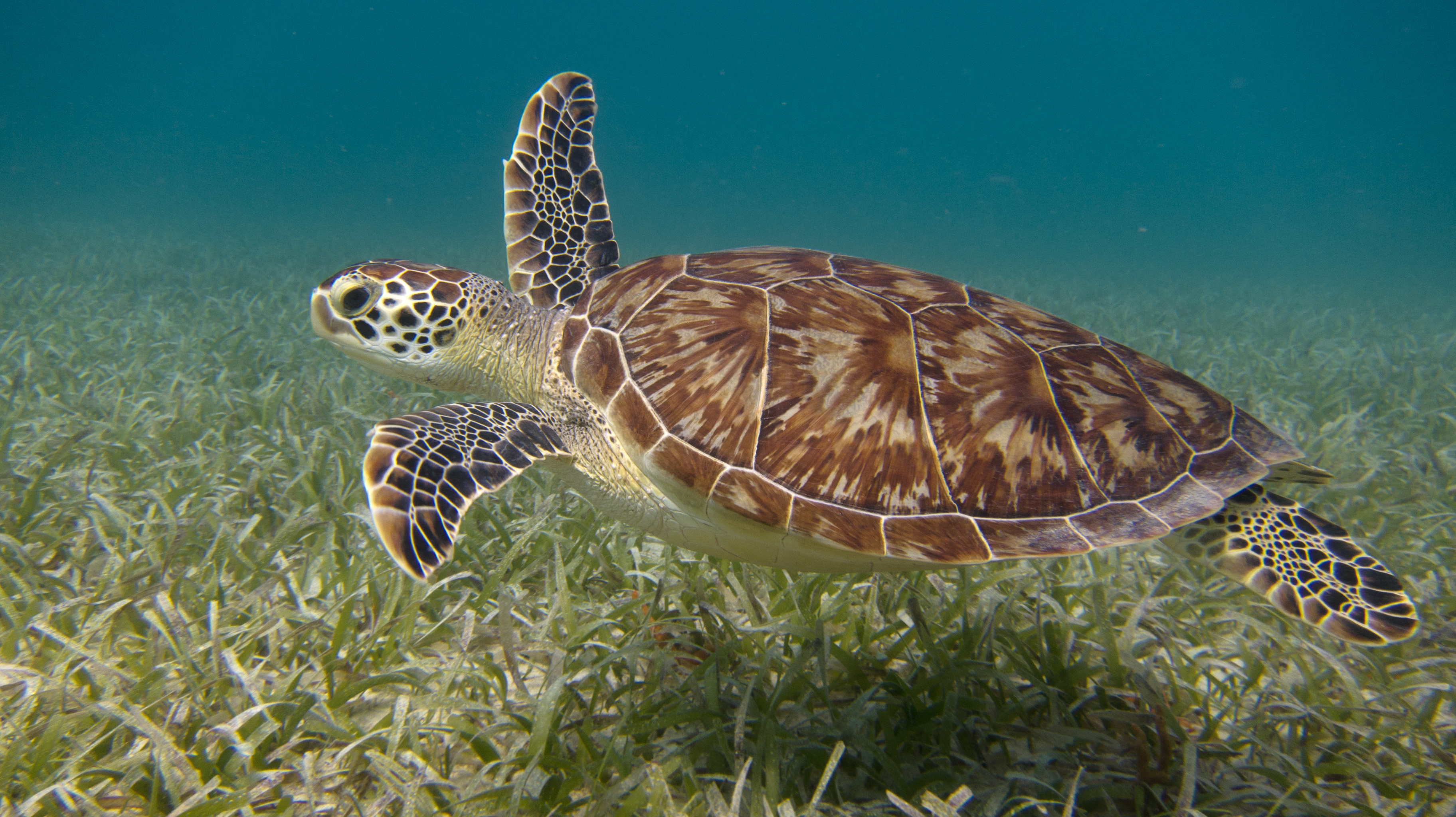 Green sea turtle, Culebra (Puerto Rico) Wallpaper, 3650x2050 HD Desktop