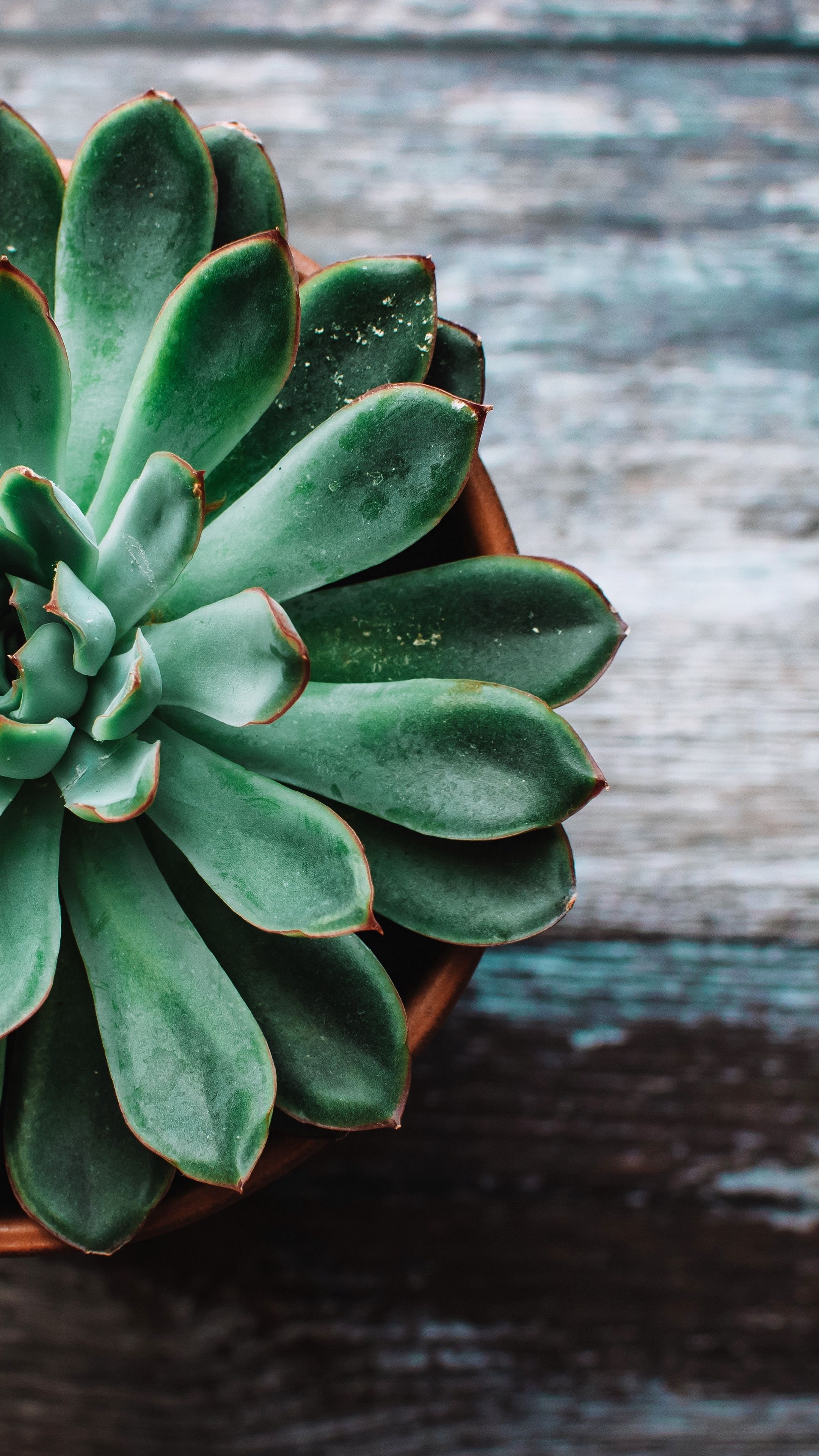 Echeveria pulidonis, Cactus Wallpaper, 2160x3840 4K Phone