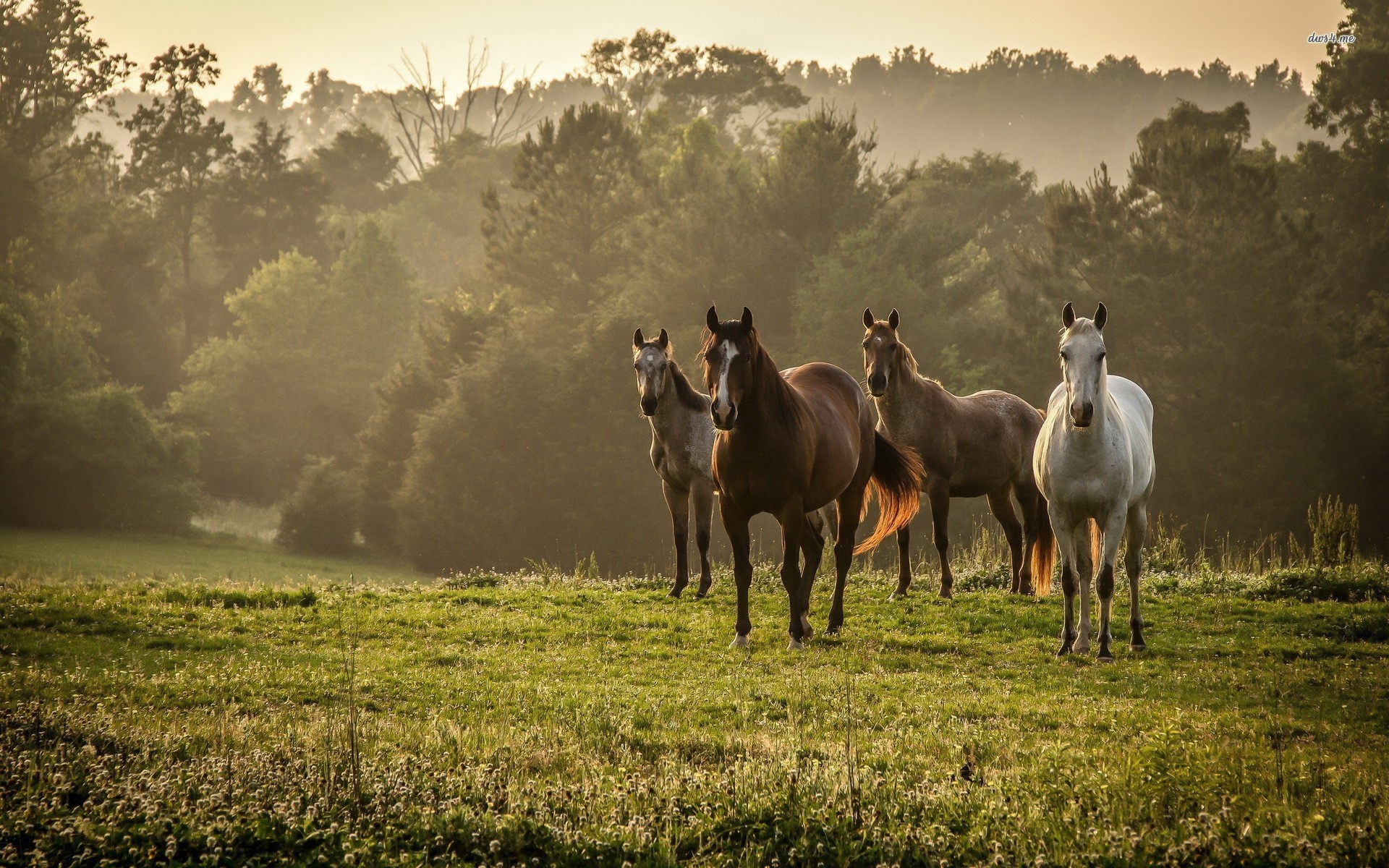 Wild, Horses Wallpaper, 1920x1200 HD Desktop