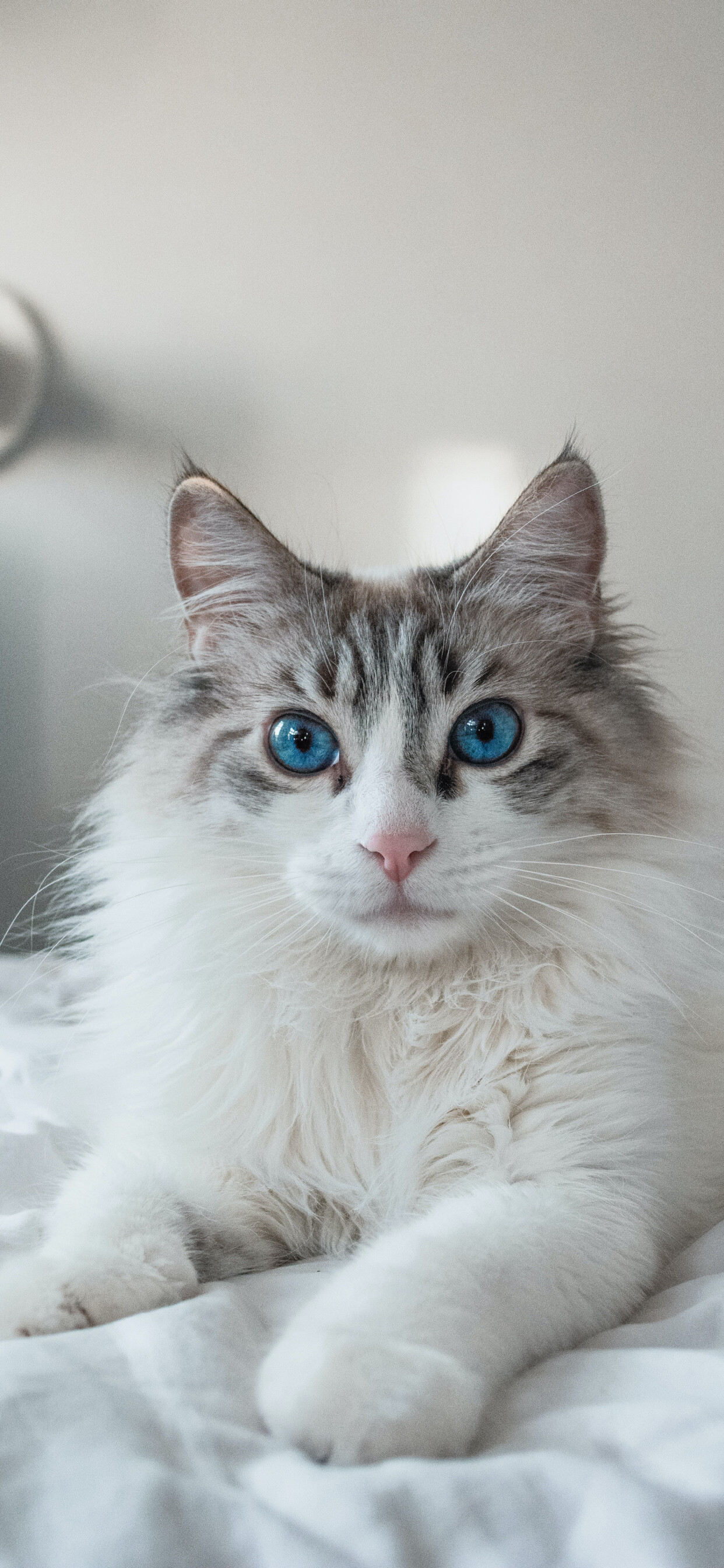 Ragdoll cat, Whiskers galore, Purring charm, Cat phone delight, 1250x2690 HD Phone