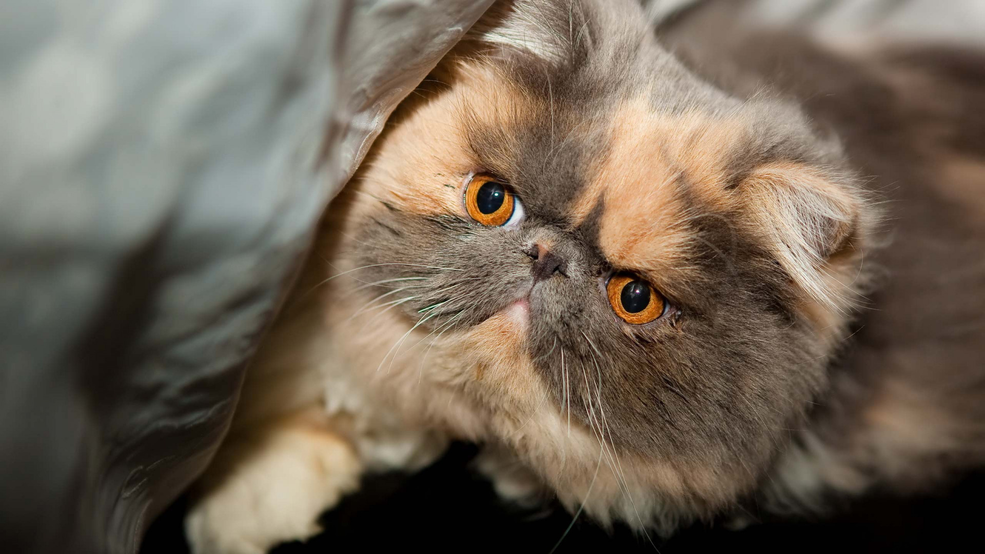 Exotic Shorthair Cat, HD wallpaper, Baltana, 1920x1080 Full HD Desktop