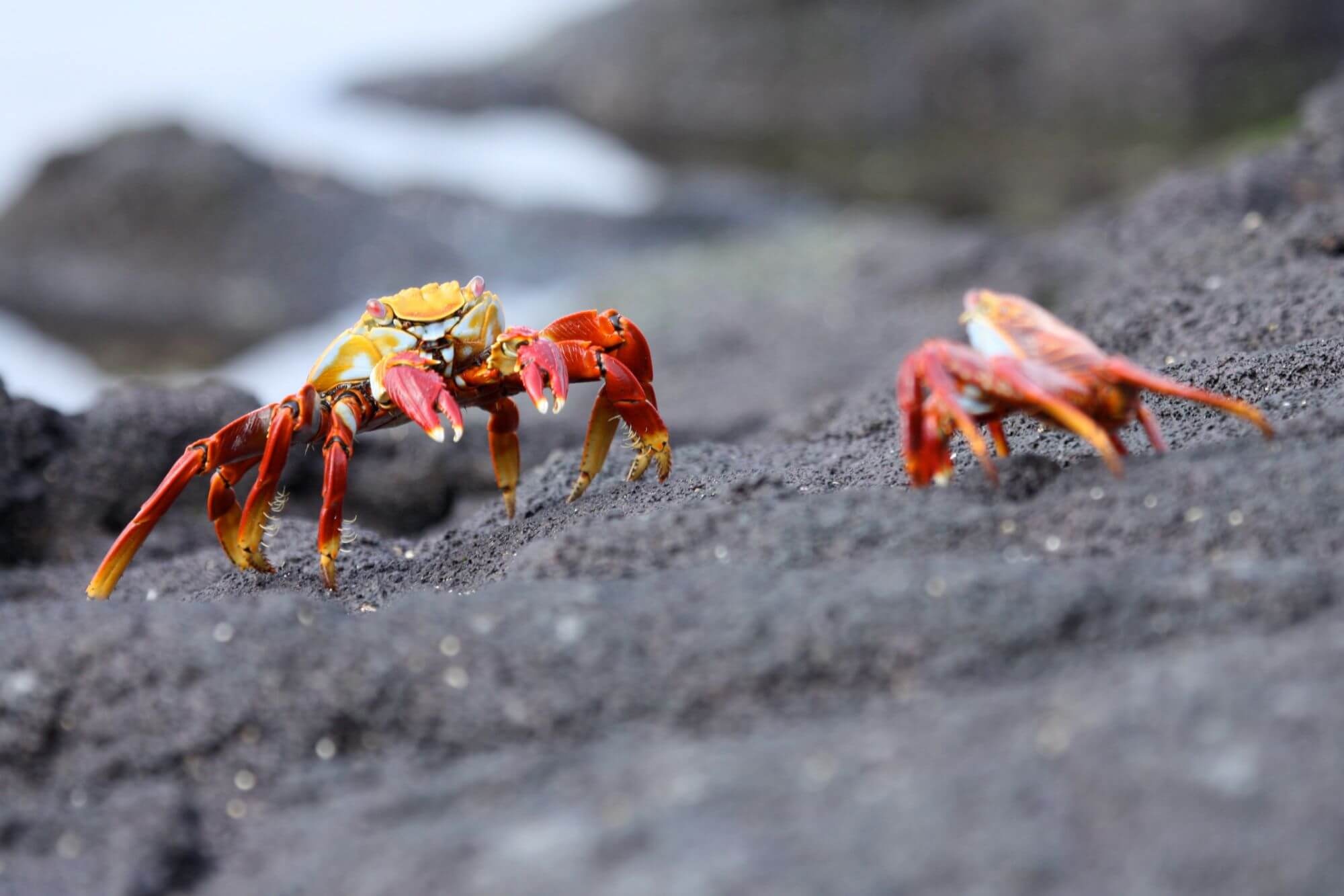 Galapagos Safari, Recommendations by guides, 2000x1340 HD Desktop