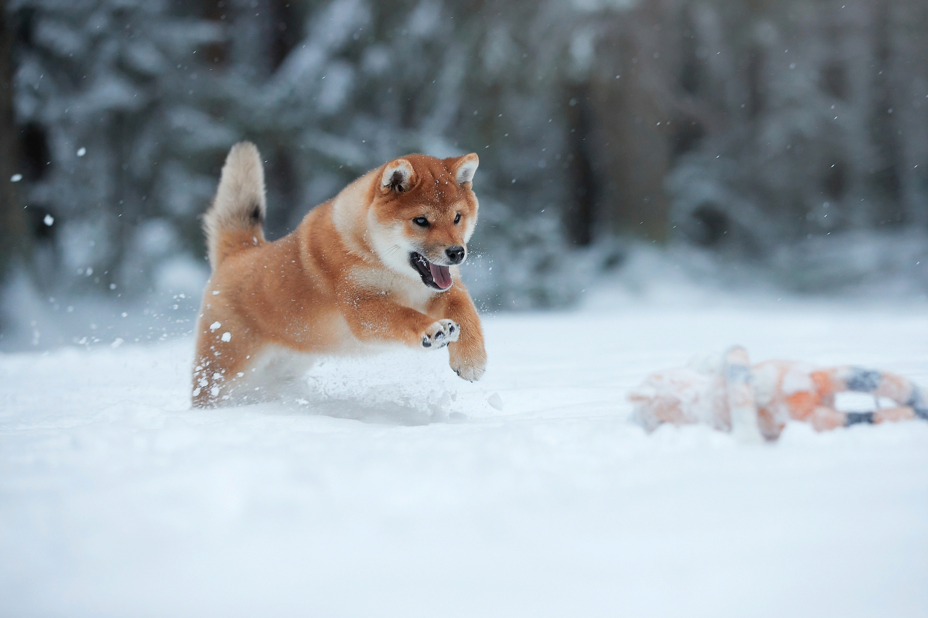 Akita breed, Majestic appearance, Thick double coat, Bear-like face, 3200x2140 HD Desktop