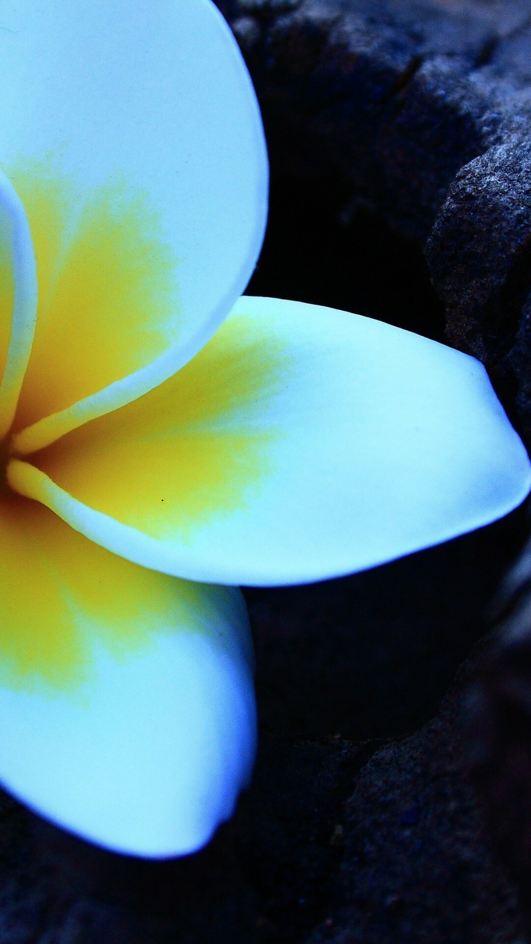 Plumeria flowers, Stunning beauty, Exquisite imagery, High-quality wallpaper, 1080x1920 Full HD Phone