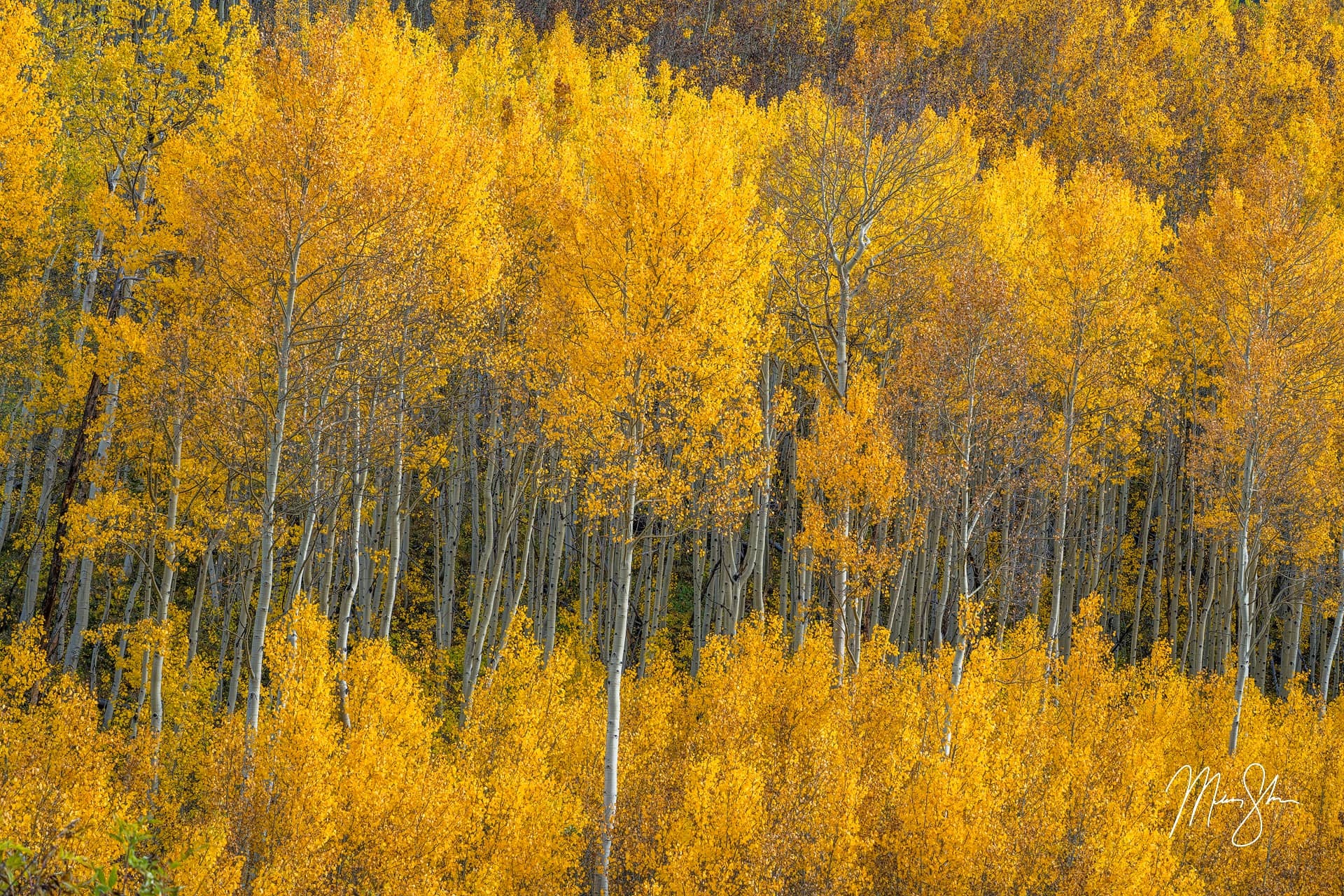 Aspen Tree, Tree photography, Natural beauty, Capturing moments, 1920x1280 HD Desktop