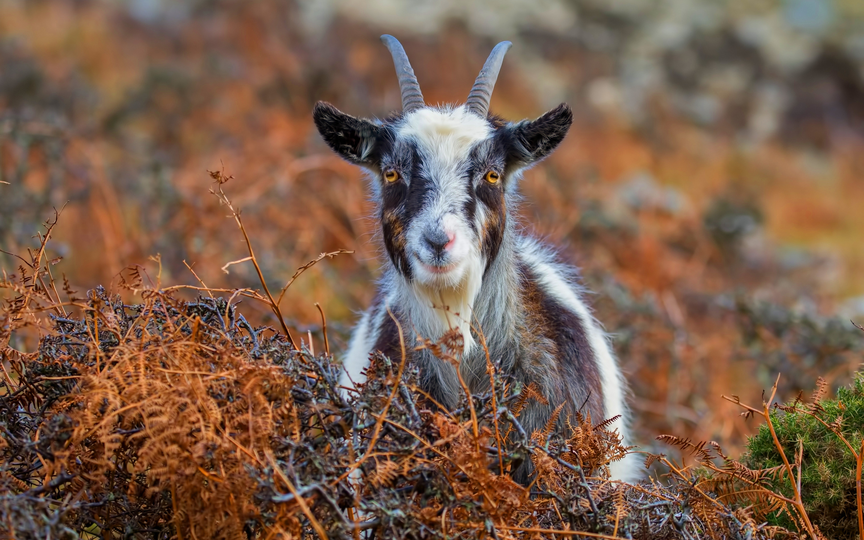 American Pygmy, Goats Wallpaper, 2880x1800 HD Desktop