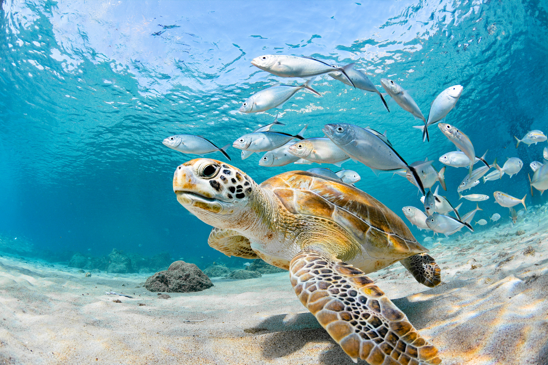 Kids care, Sea turtle conservation, Time for Kids initiative, Animal welfare, 1920x1280 HD Desktop