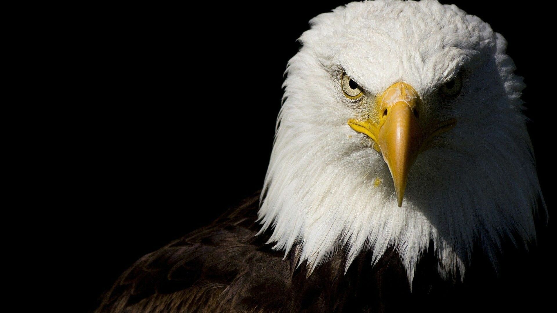 Majestic eagles, Powerful birds of prey, National symbols, HD wallpapers, 1920x1080 Full HD Desktop