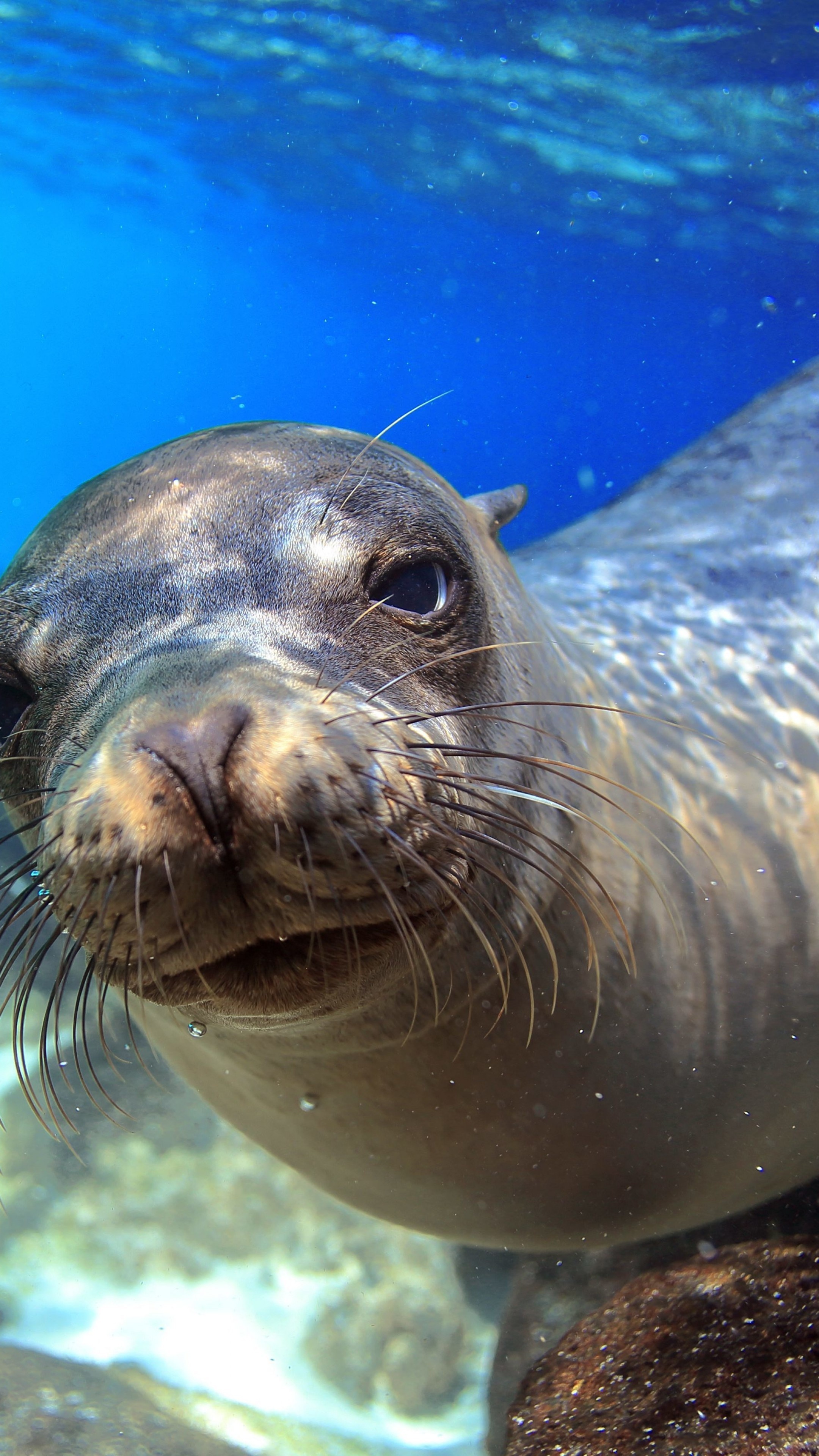 Sea lion Galapagos, Underwater close-up, Diving tourism, Animals, 2160x3840 4K Phone