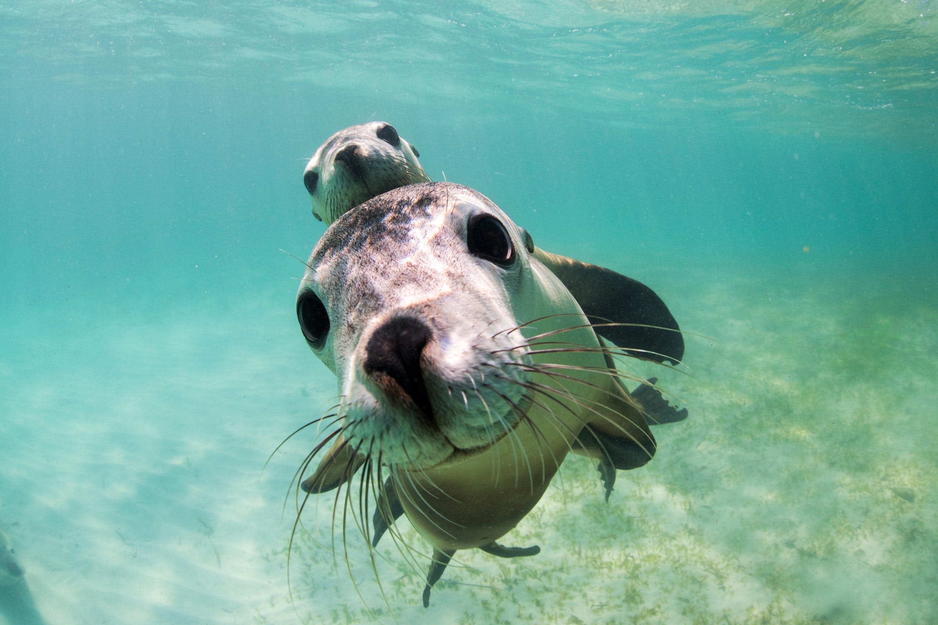 Couple, Sea Lions Wallpaper, 3000x2000 HD Desktop