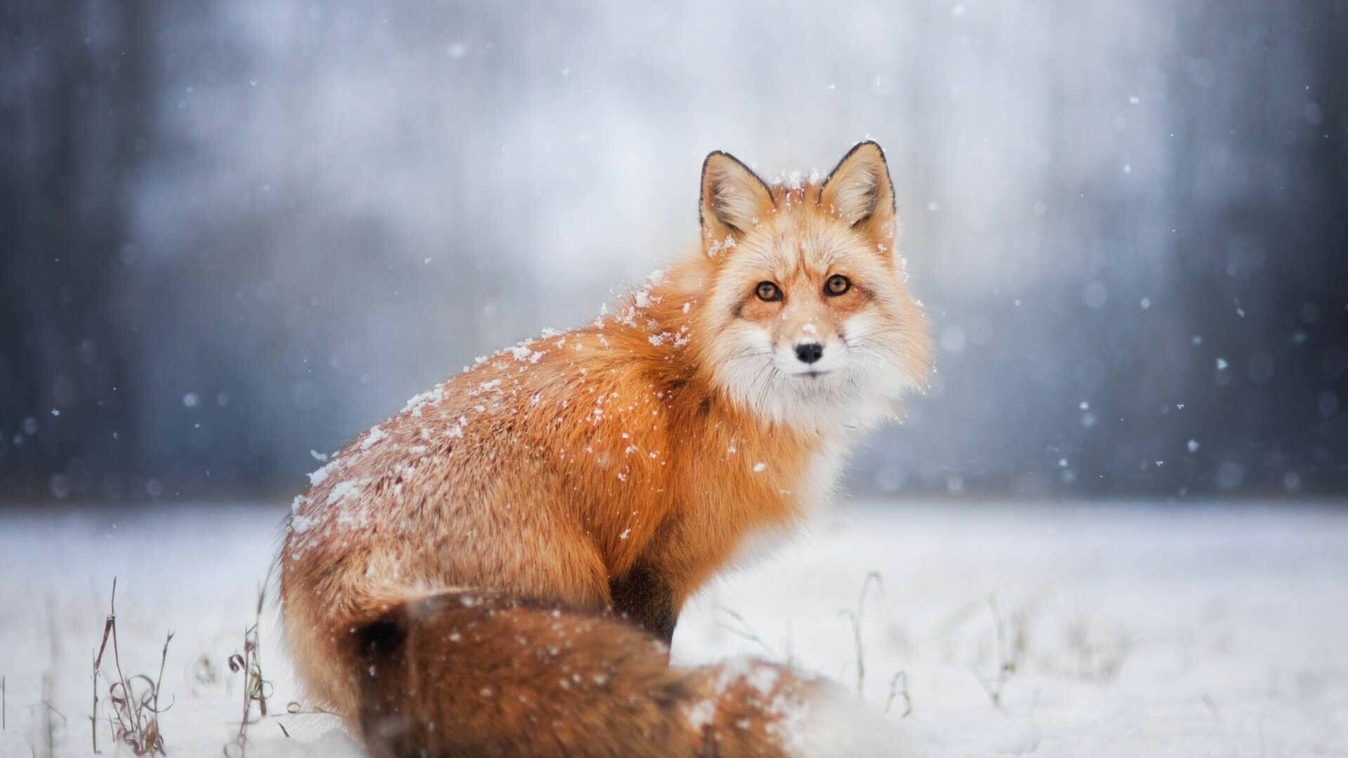 Winter foxes, Snowy landscapes, Frosty fur, Cold weather, 1920x1080 Full HD Desktop