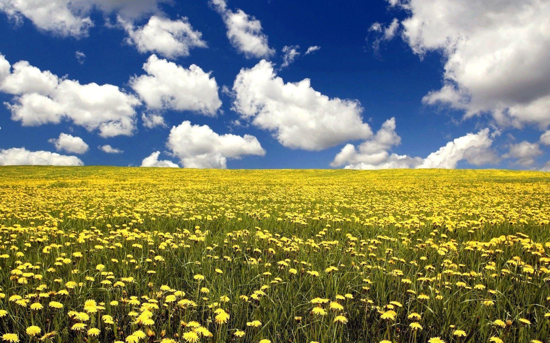 Flower Field, Wildflower meadow, Nature's symphony, Pollinator paradise, 1920x1200 HD Desktop