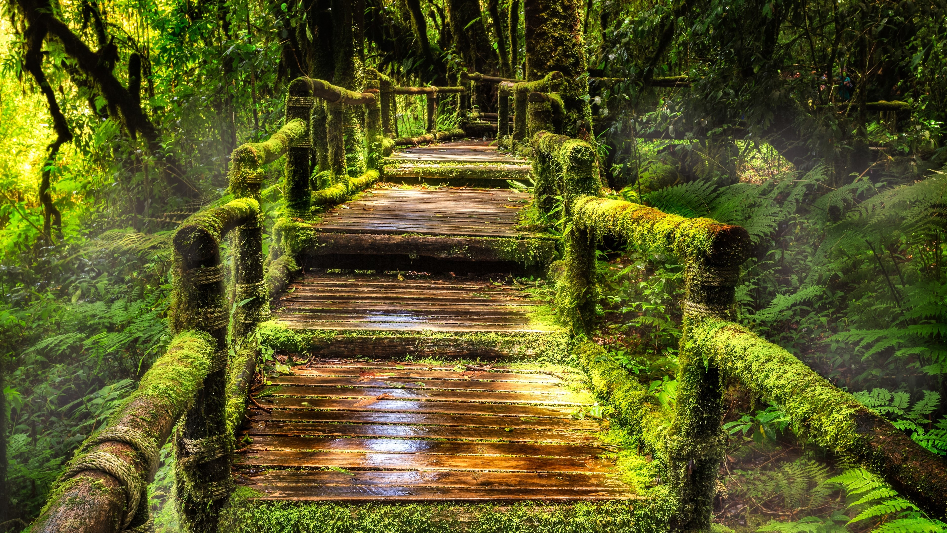 Doi Inthanon National Park, Amazon Rain Forest Wallpaper, 3840x2160 4K Desktop