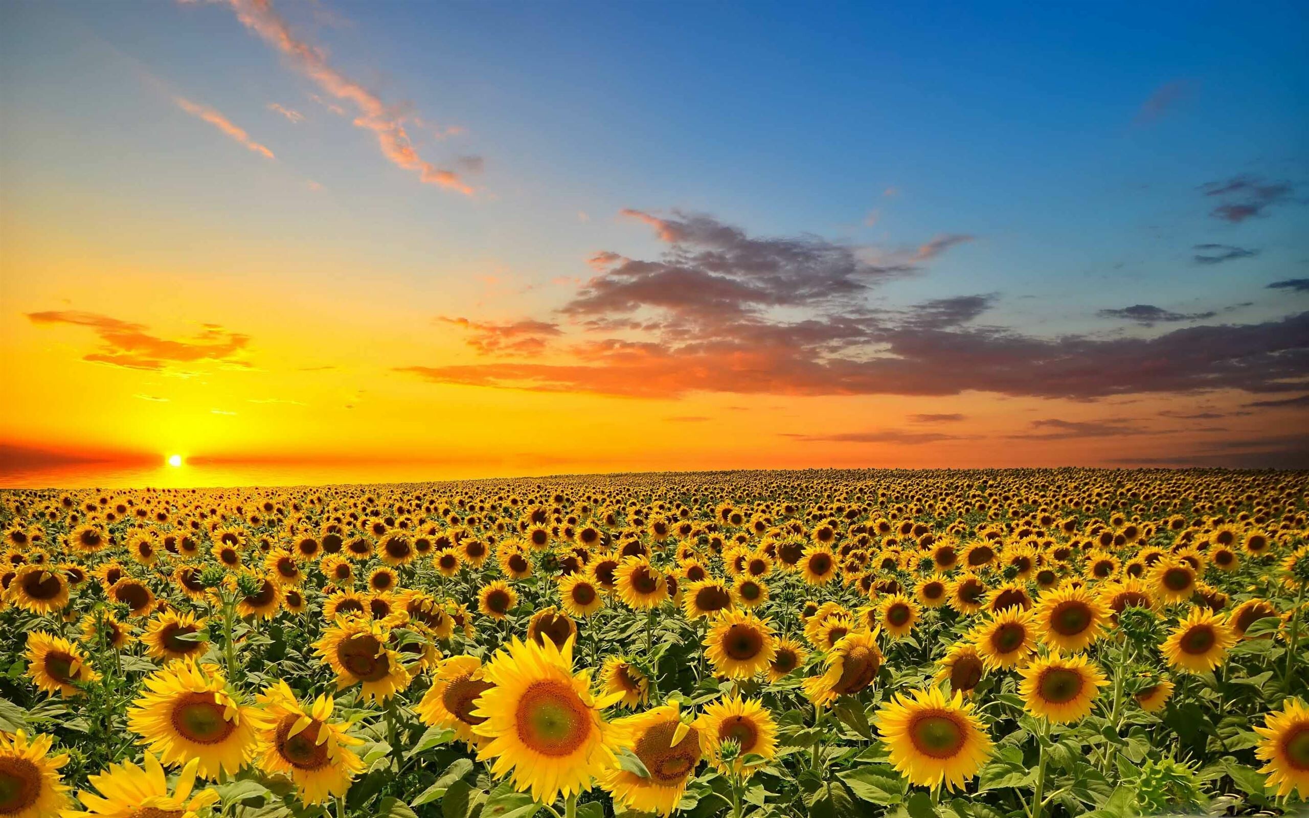 Sunset, Sunflowers Wallpaper, 2560x1600 HD Desktop