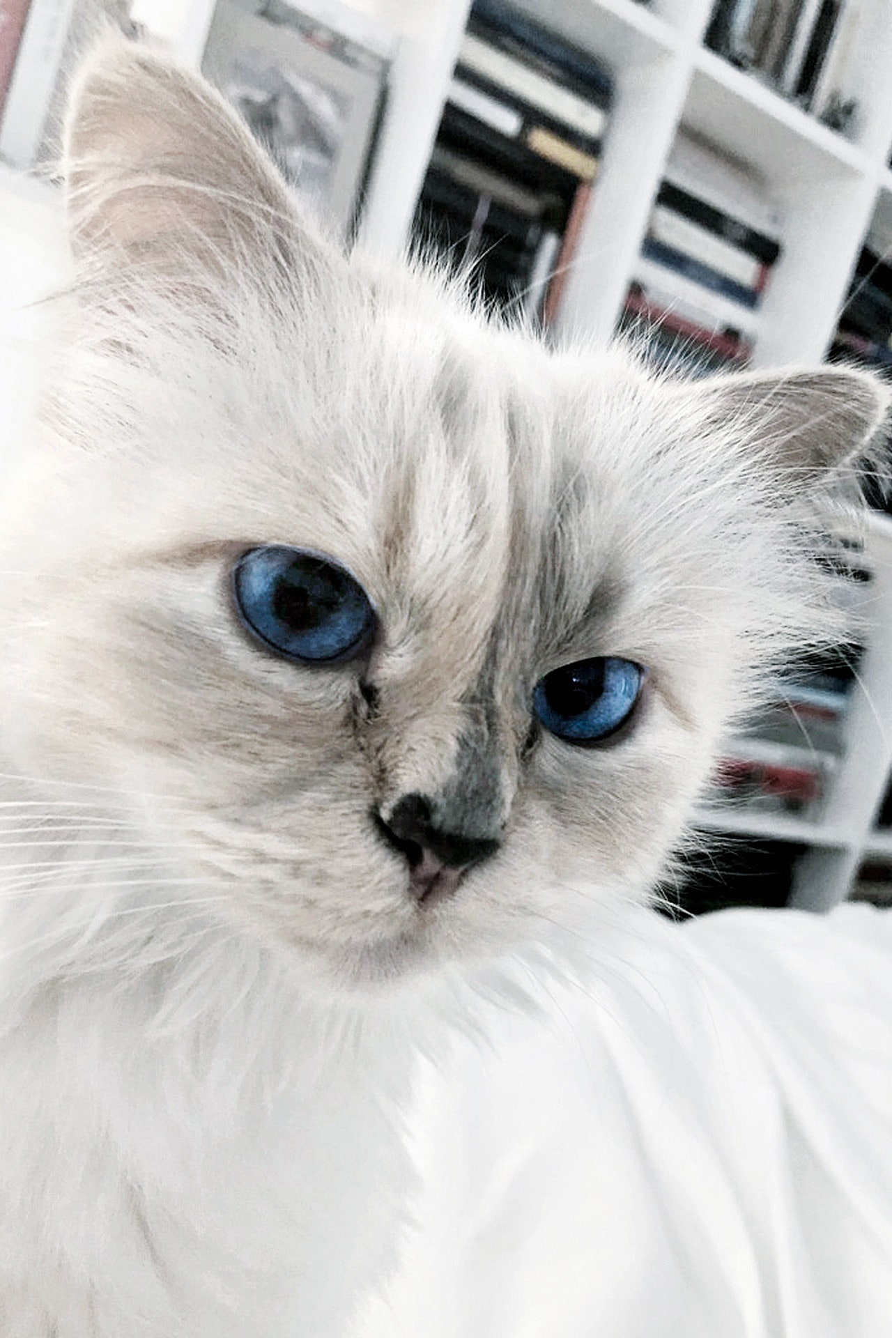 Choupette, Karl Lagerfeld's cat, New book, Vogue Espaa, 1280x1920 HD Phone