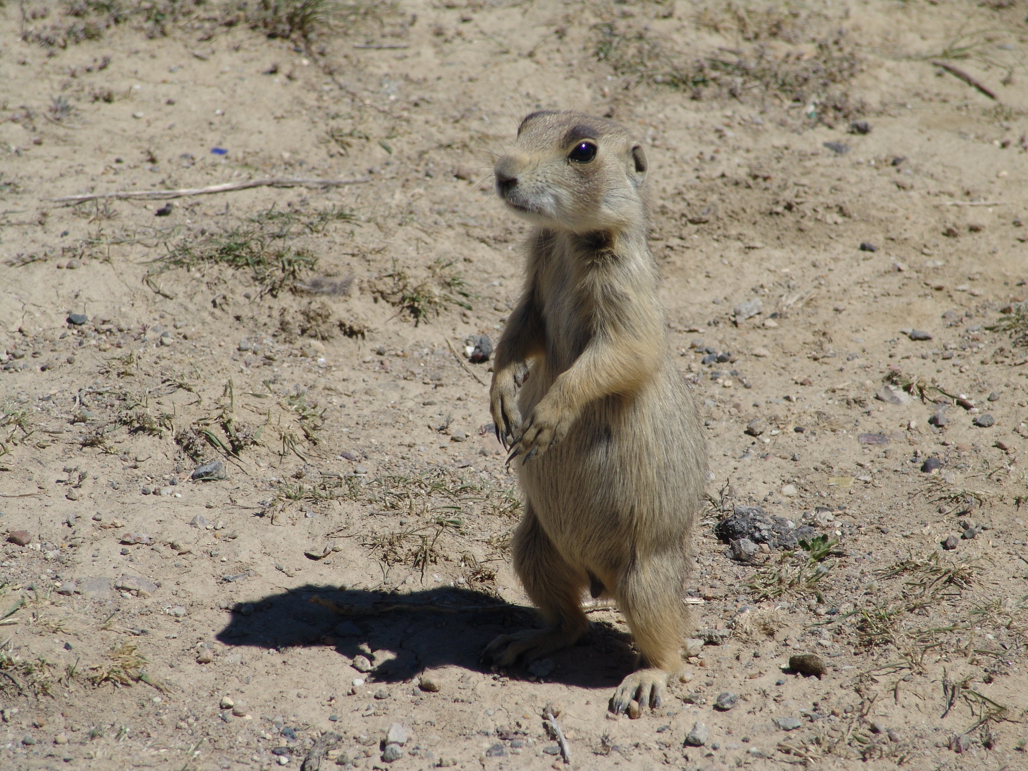 White-tailed Prairie Dog, Cynomys leucurus, Inaturalist, 2050x1540 HD Desktop