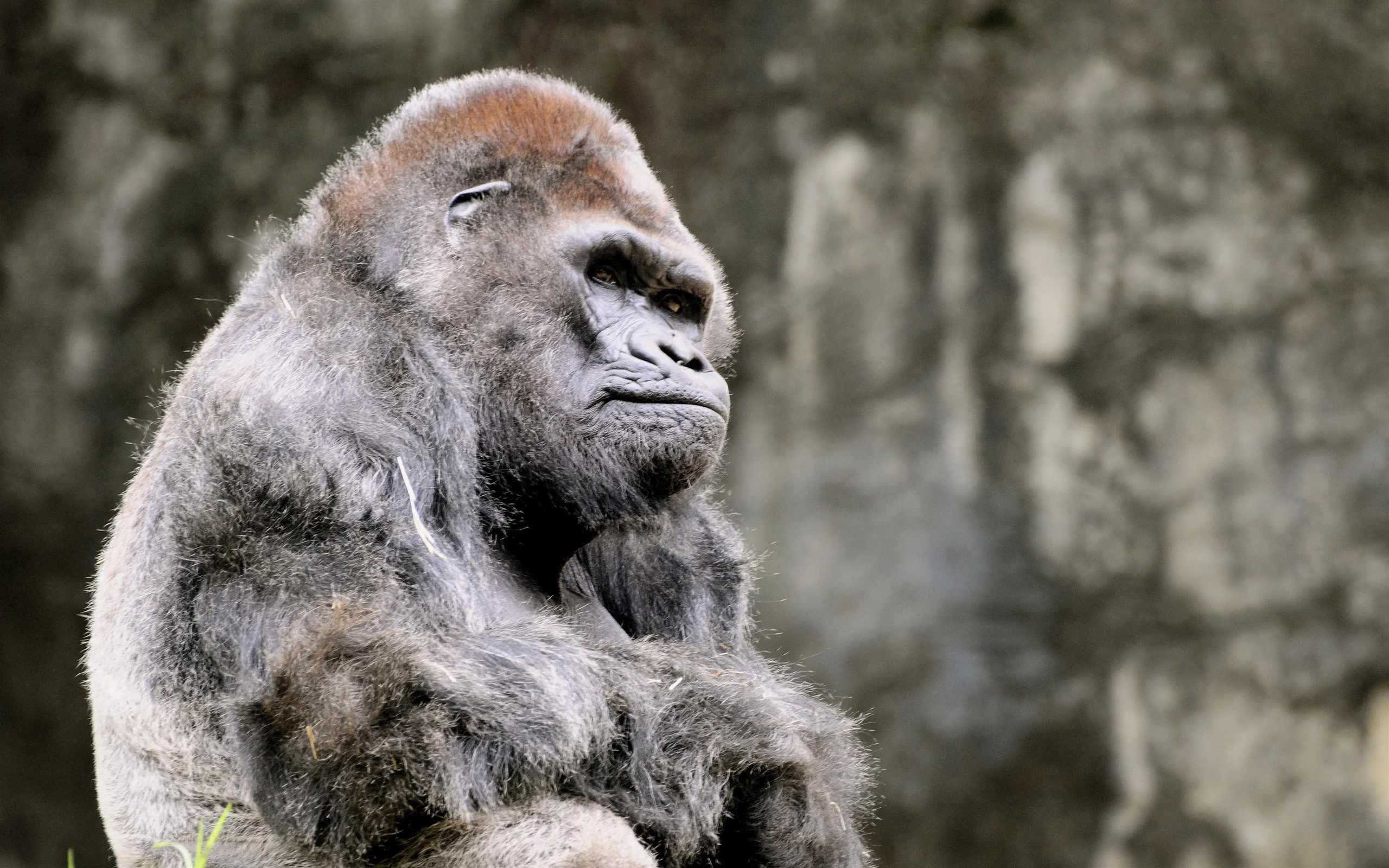 Powerful gorilla, Animal kingdom, Majestic creature, Wildlife photography, 2560x1600 HD Desktop