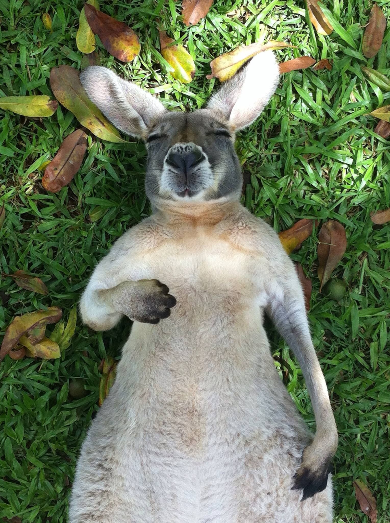 Sleeping, Kangaroos Wallpaper, 1530x2050 HD Phone