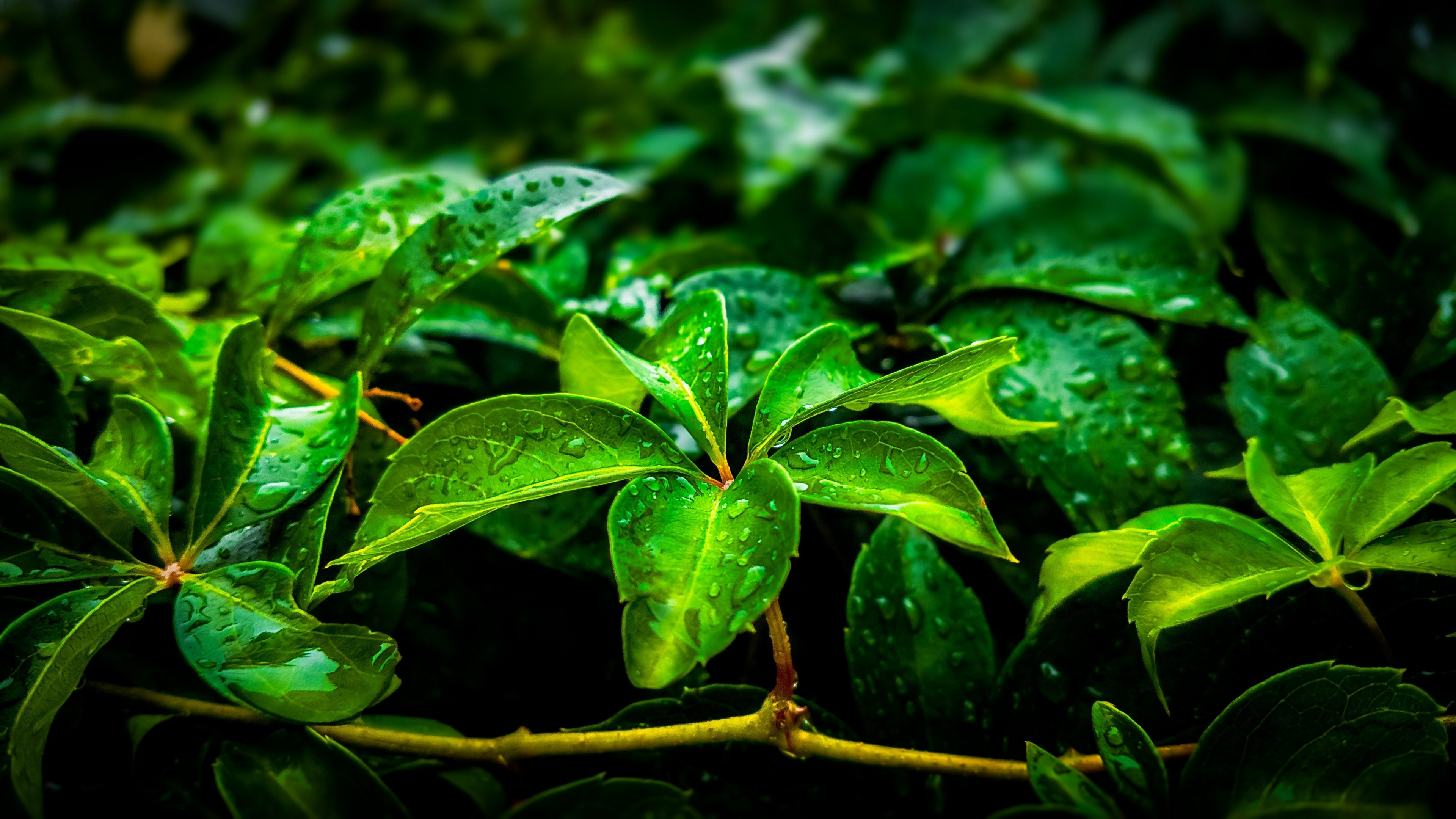 Green leaves tree, Branch drops, 4K wallpaper, Widescreen background, 3840x2160 4K Desktop