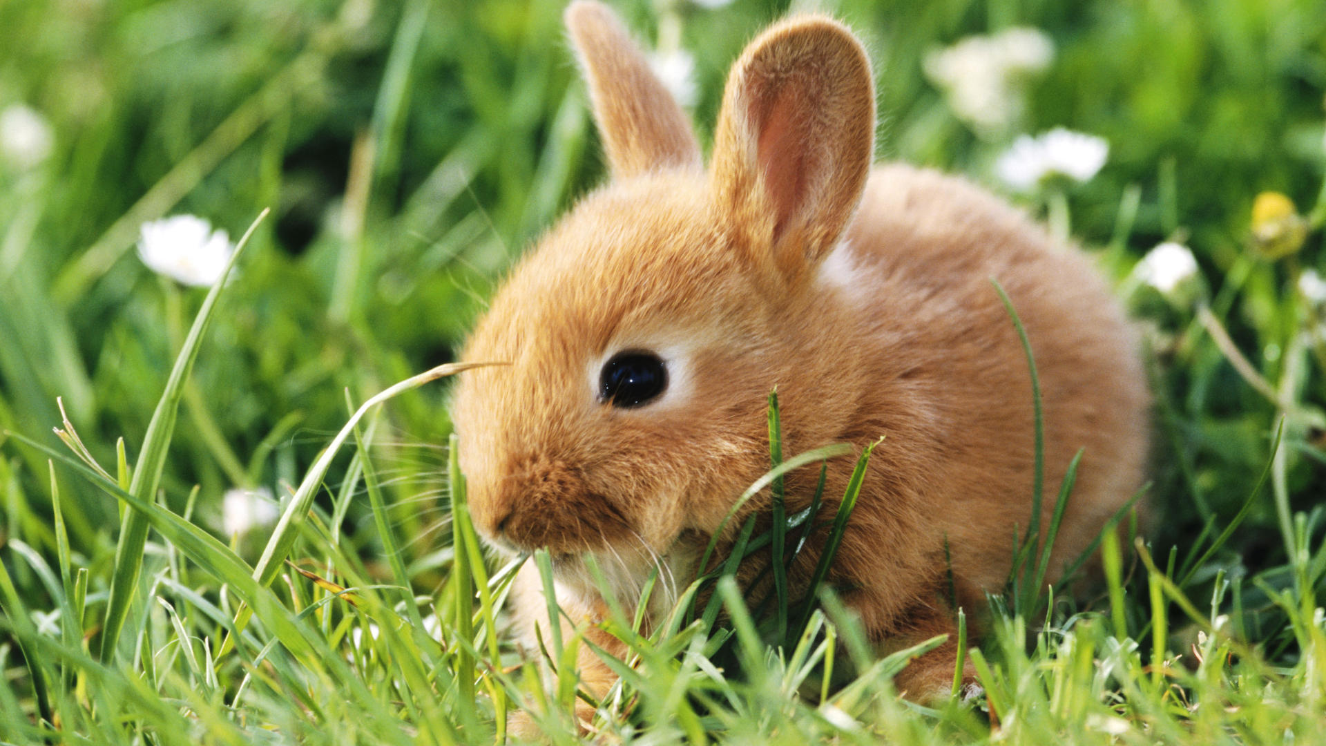 Bunny, Brown bunny, Cute bunny wallpaper, Adorable animals, 1920x1080 Full HD Desktop