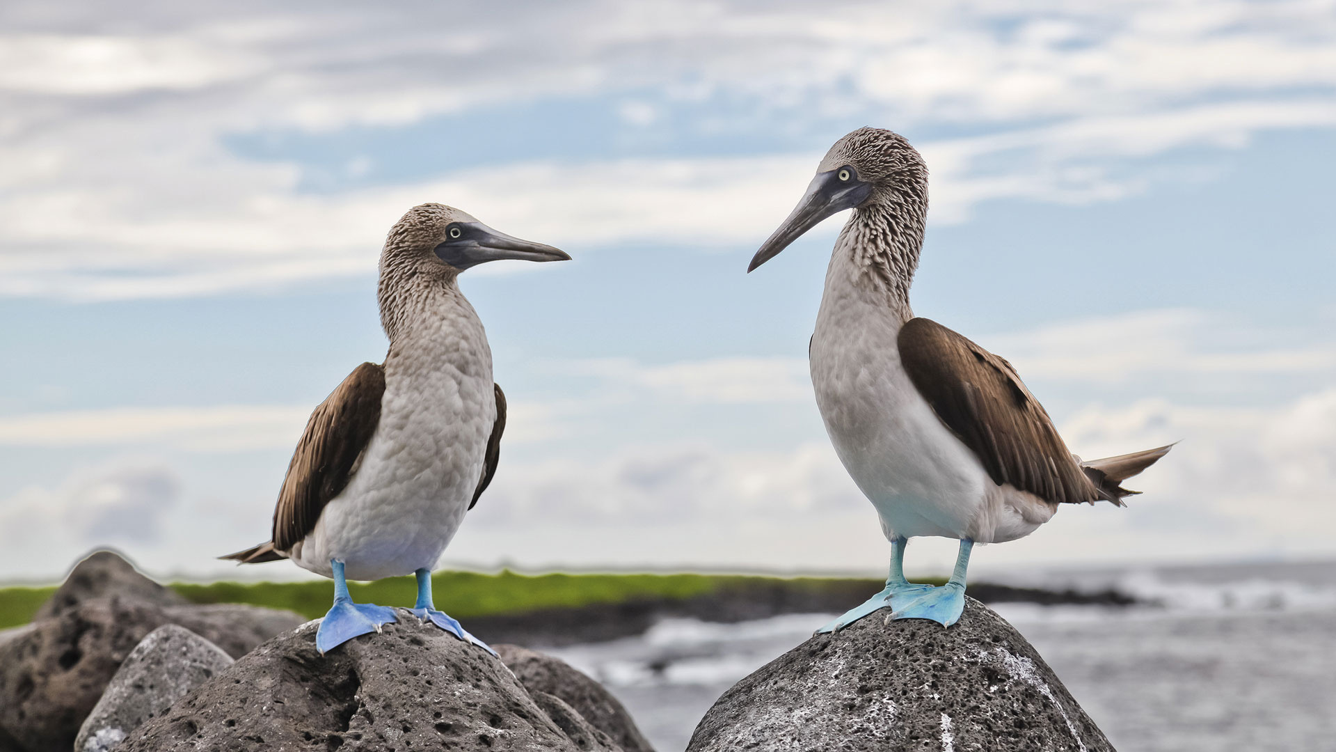 Galapagos Islands, Awe-inspiring beauty, Galapagos penguins, Andbeyond, 1920x1080 Full HD Desktop