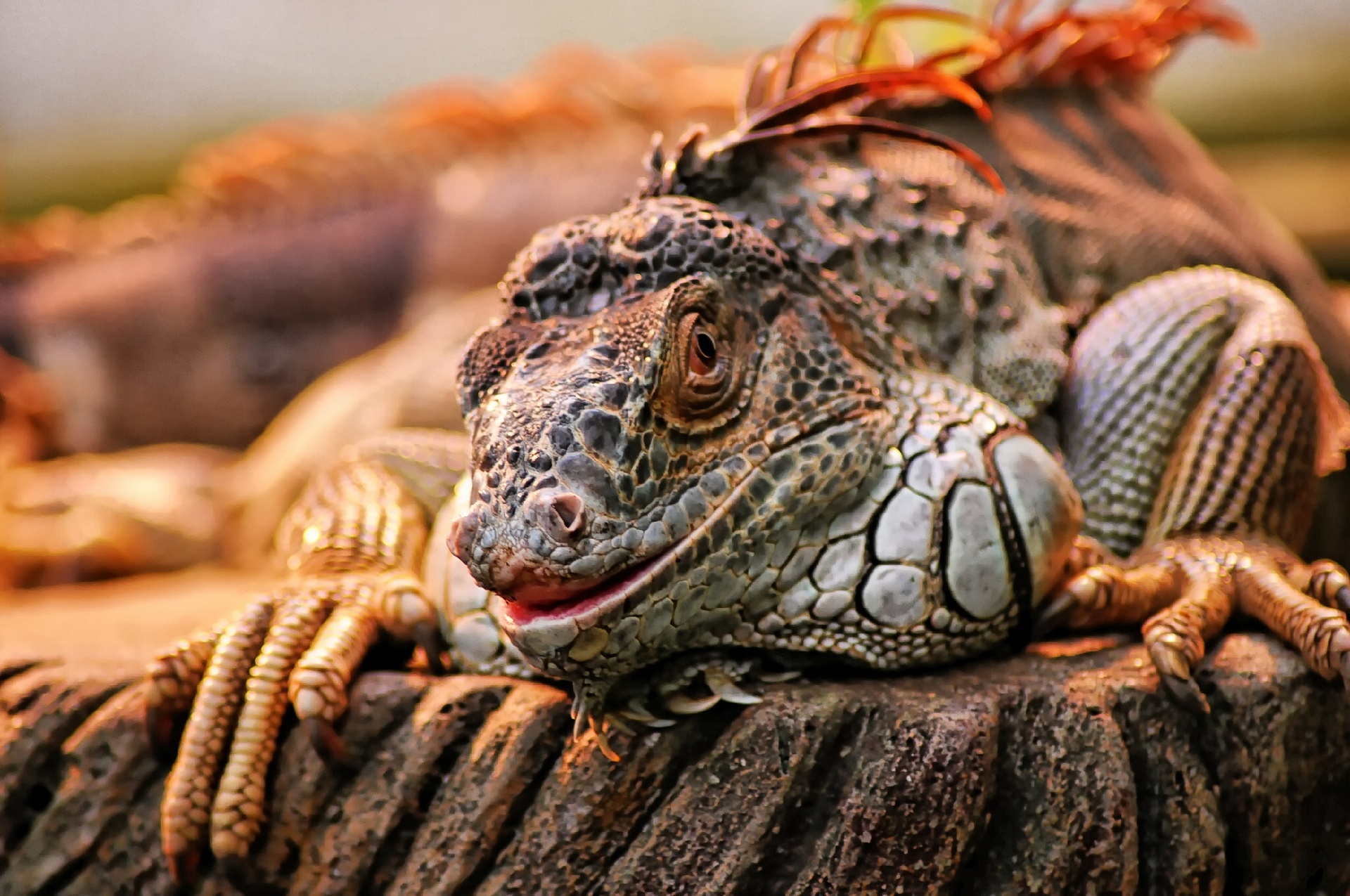 Iguana lizard wallpapers, Desktop and mobile backgrounds, 1920x1280 HD Desktop