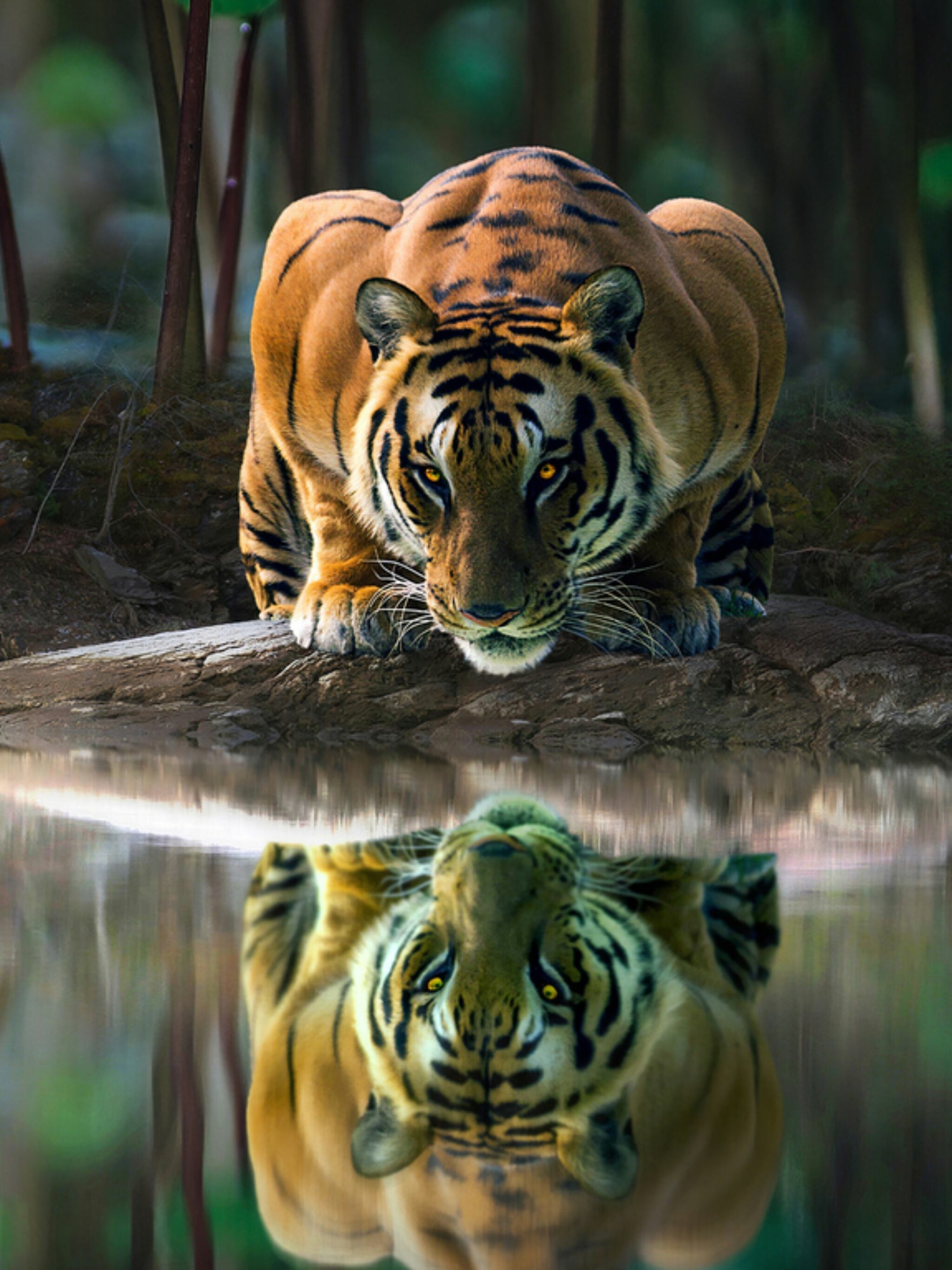 Reflection, Tigers Wallpaper, 2050x2740 HD Phone