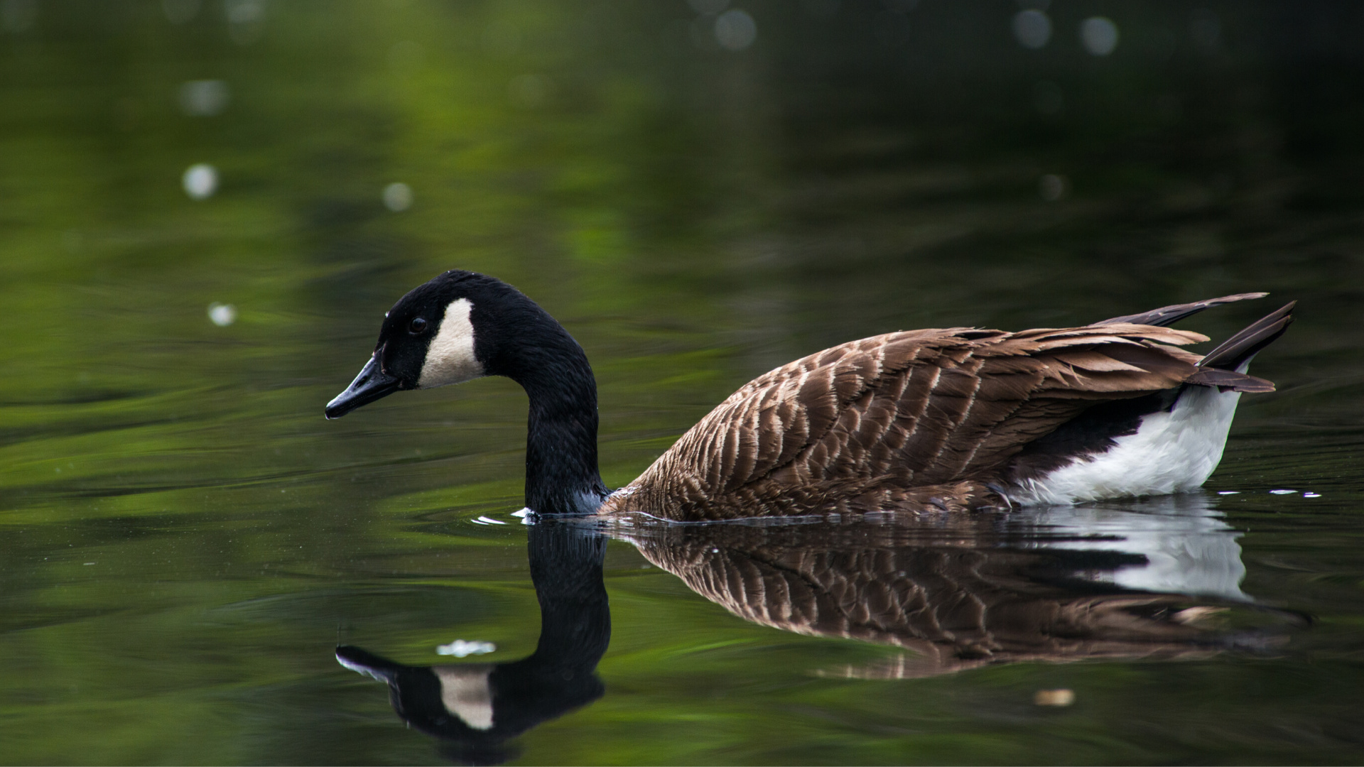 Canada Goose, Homecoming celebration, Nature conservation, Bird migration, 1920x1080 Full HD Desktop