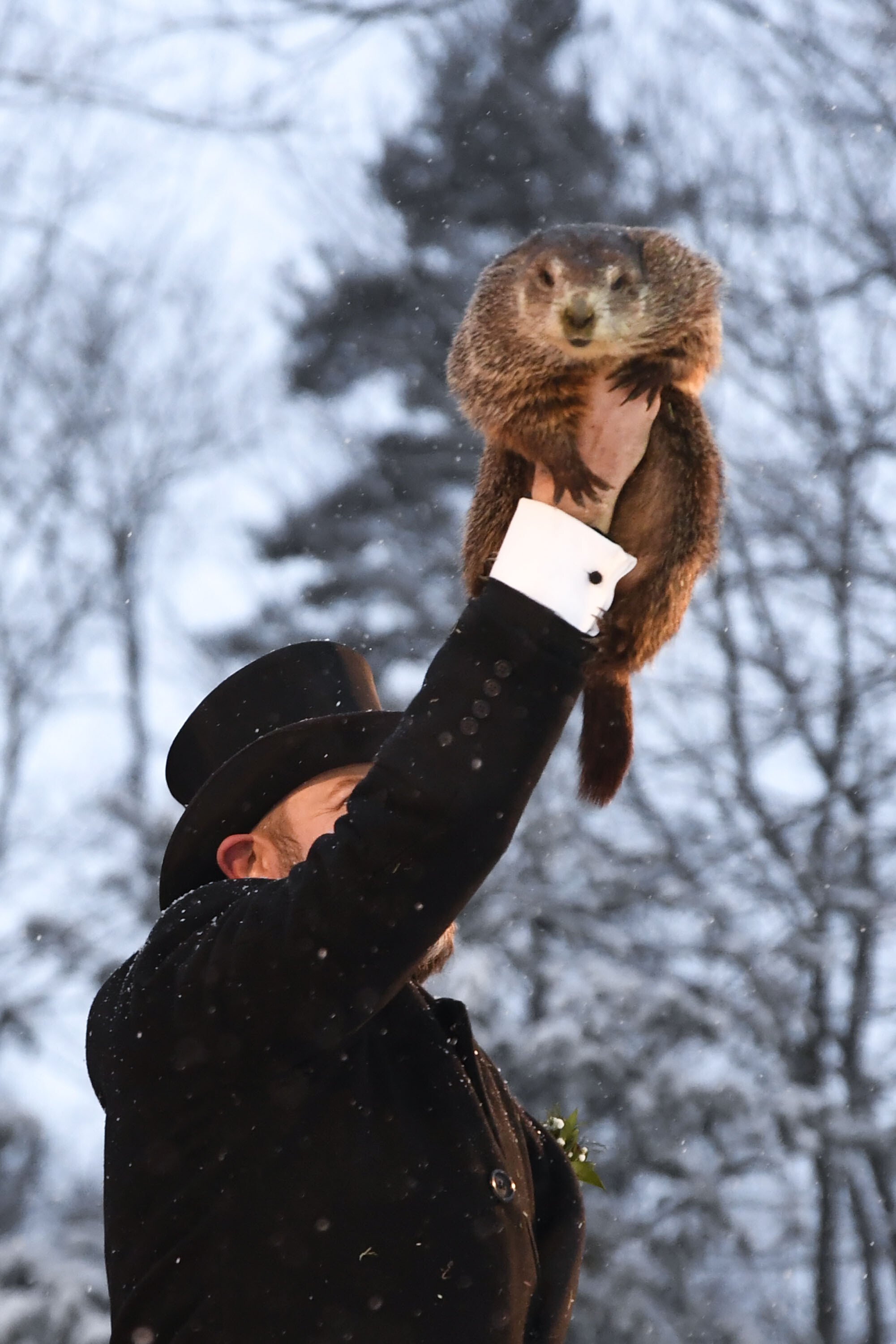 Punxsutawney Phil's prediction, Groundhog Day forecast, Annual tradition, Local news coverage, 2010x3000 HD Phone