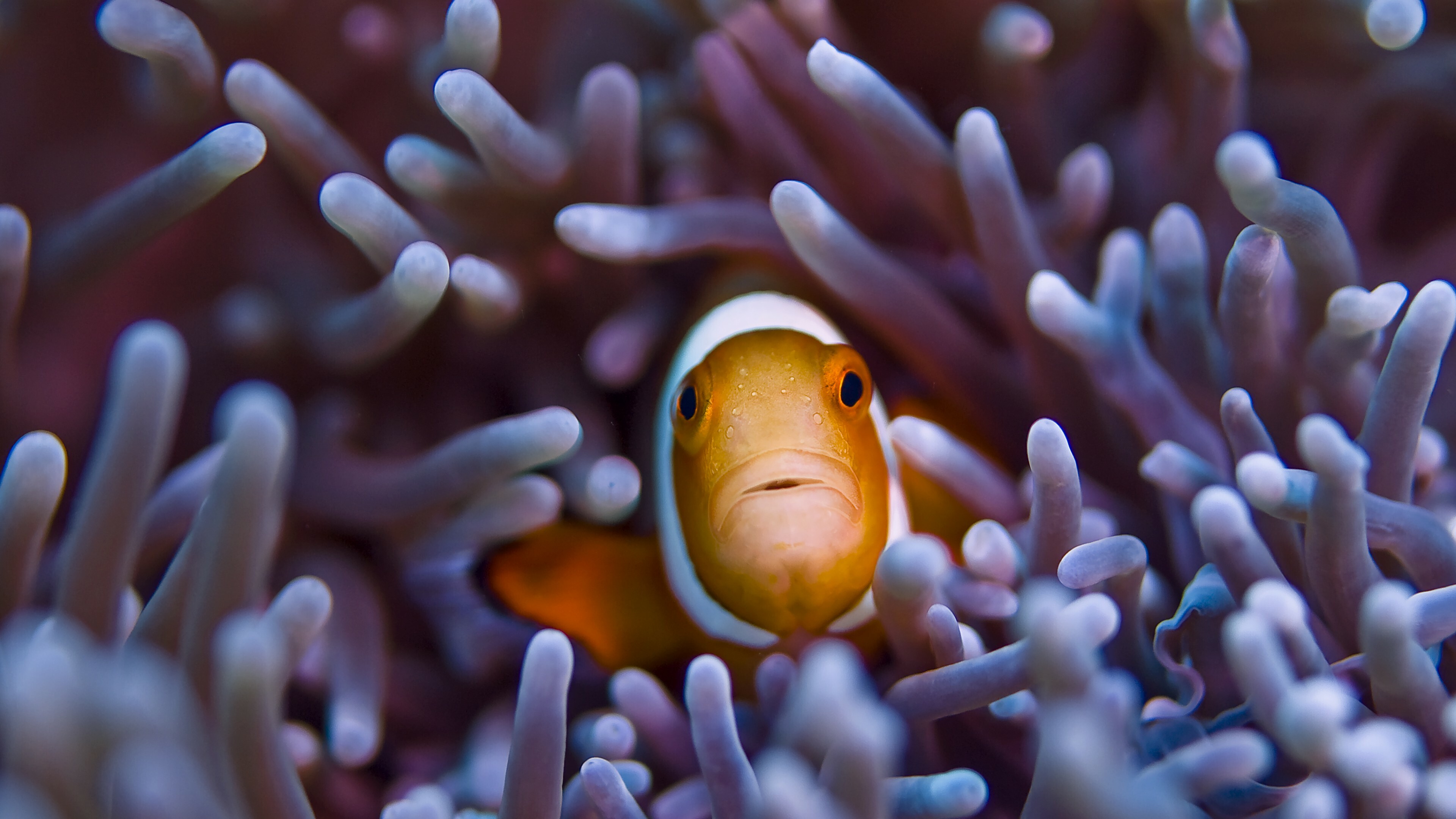 Clownfish, Coral Reefs Wallpaper, 3840x2160 4K Desktop