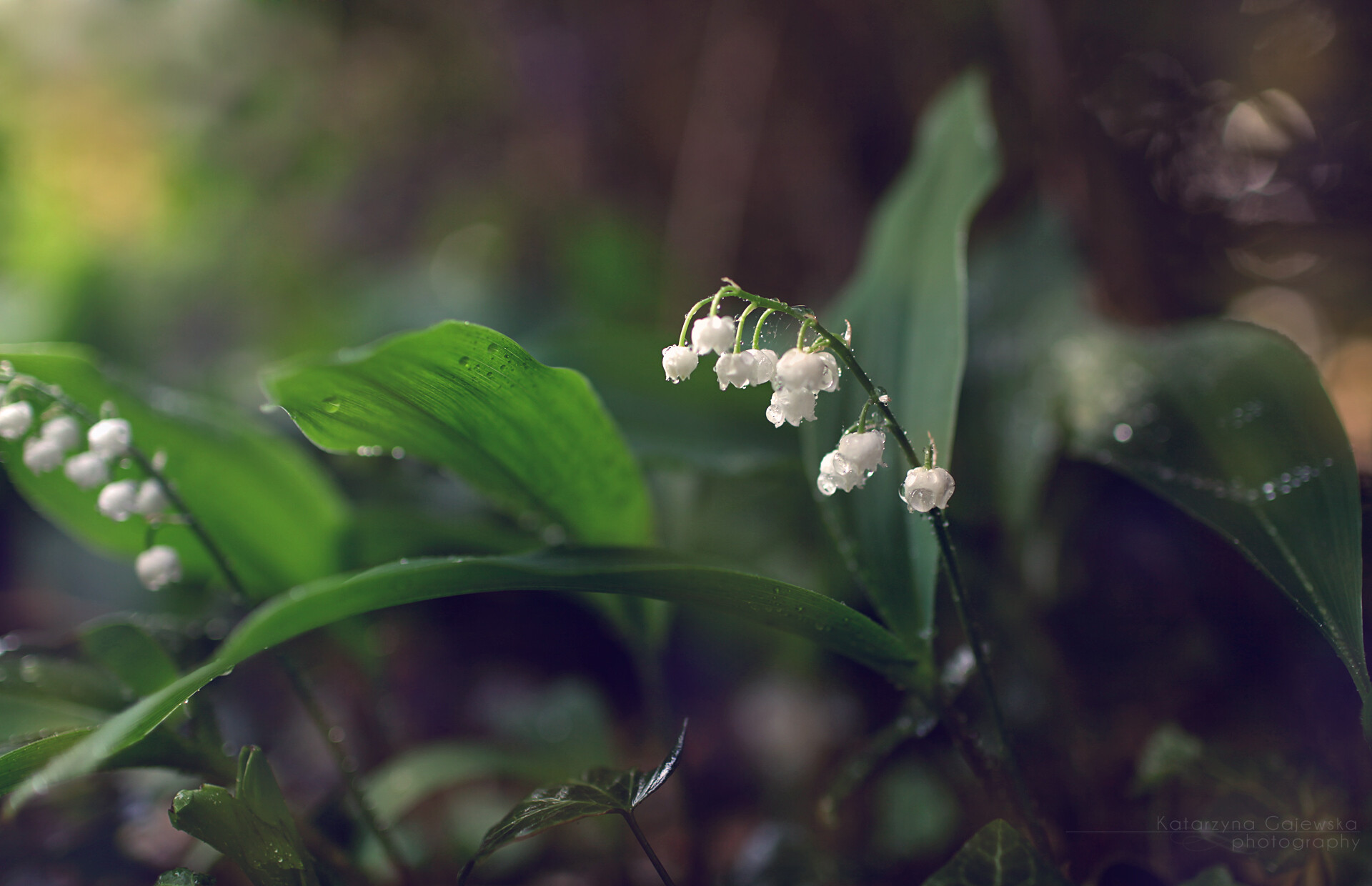 Lily of the Valley wallpapers, High quality images, Serene floral pictures, Nature's delight, 1920x1240 HD Desktop