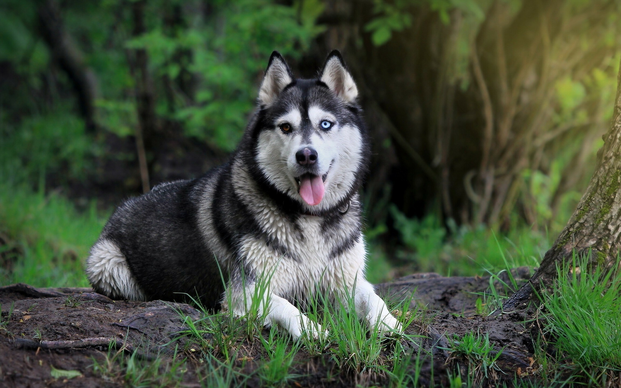 Forest, Siberian Huskies Wallpaper, 2560x1600 HD Desktop