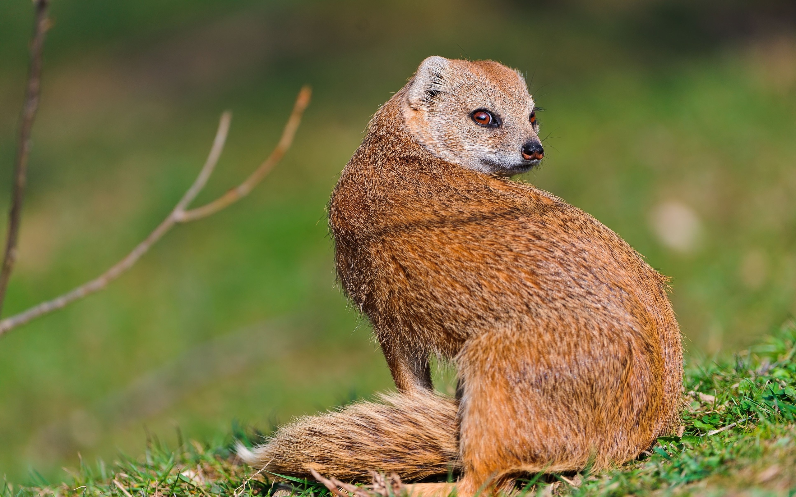 Mongoose wallpapers, Wild mongoose, Nature's wonders, Wildlife photography, 2560x1600 HD Desktop