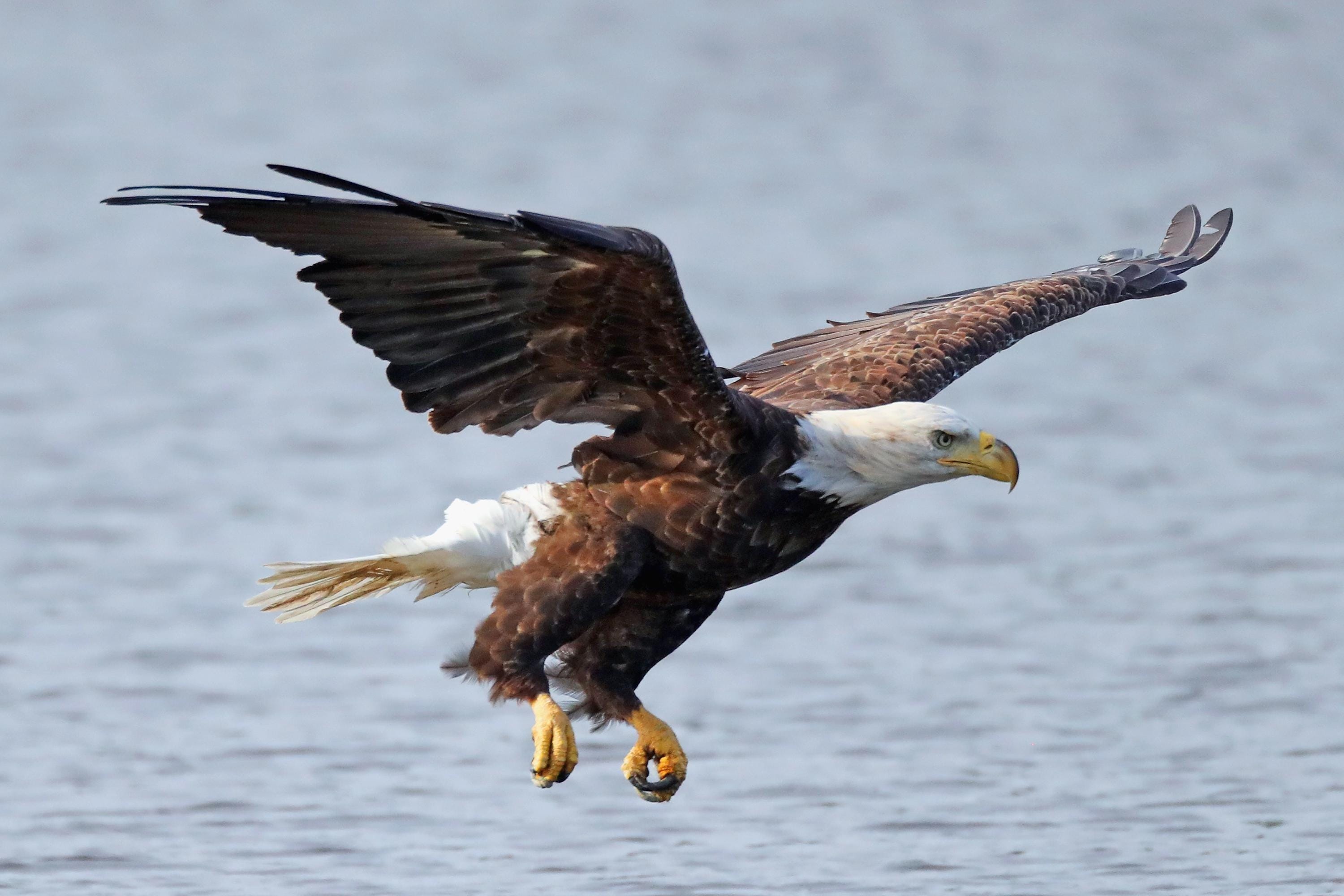 Bald Eagle, Slaughter subsidies, Federal support, Wind turbine impact, 3000x2000 HD Desktop