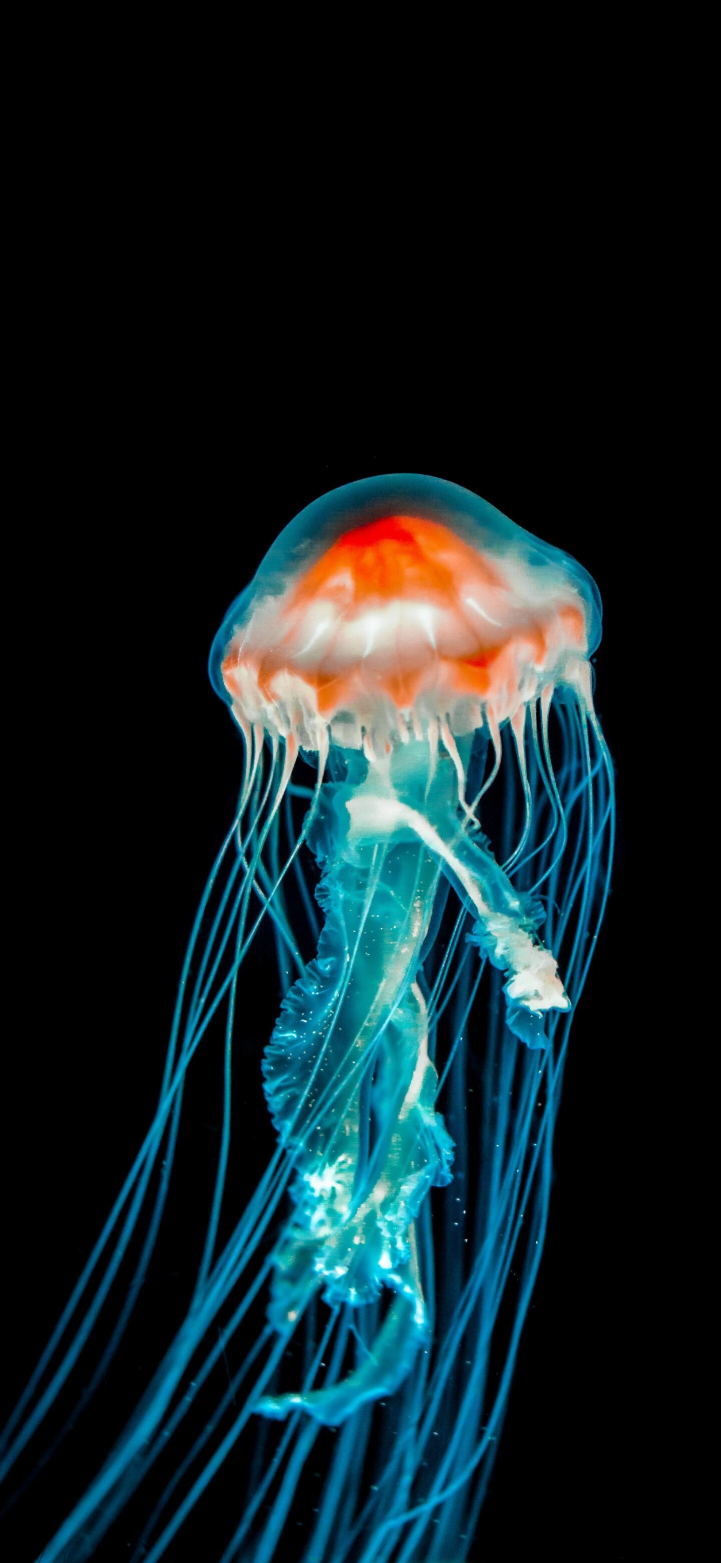 Marvelous creatures, Ramoled backgrounds, Mesmerizing jellyfish, Earth's beauty, 1440x3120 HD Phone