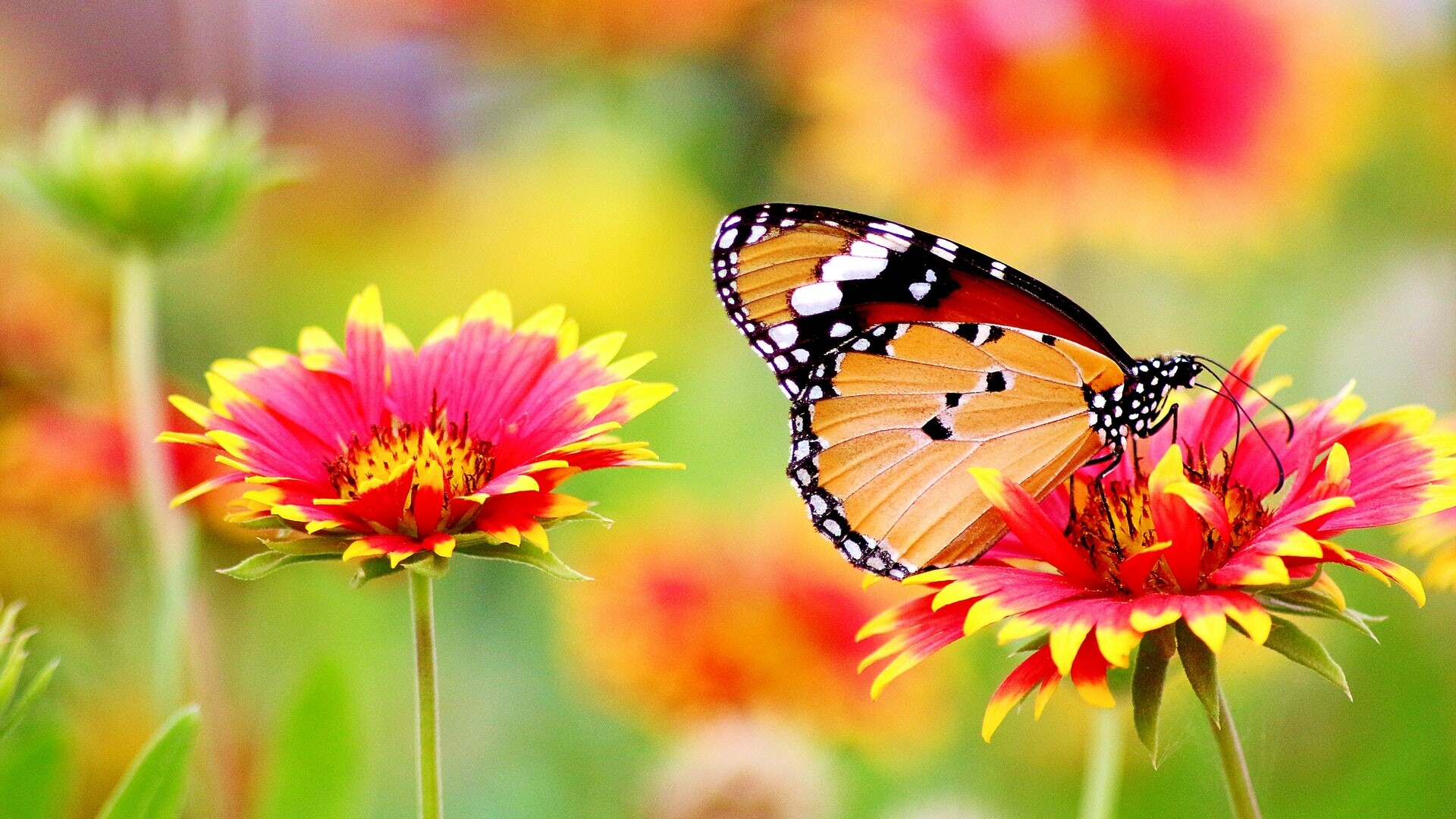 Beautiful butterfly wallpaper, HD quality, Mesmerizing visuals, Luminous charm, 1920x1080 Full HD Desktop