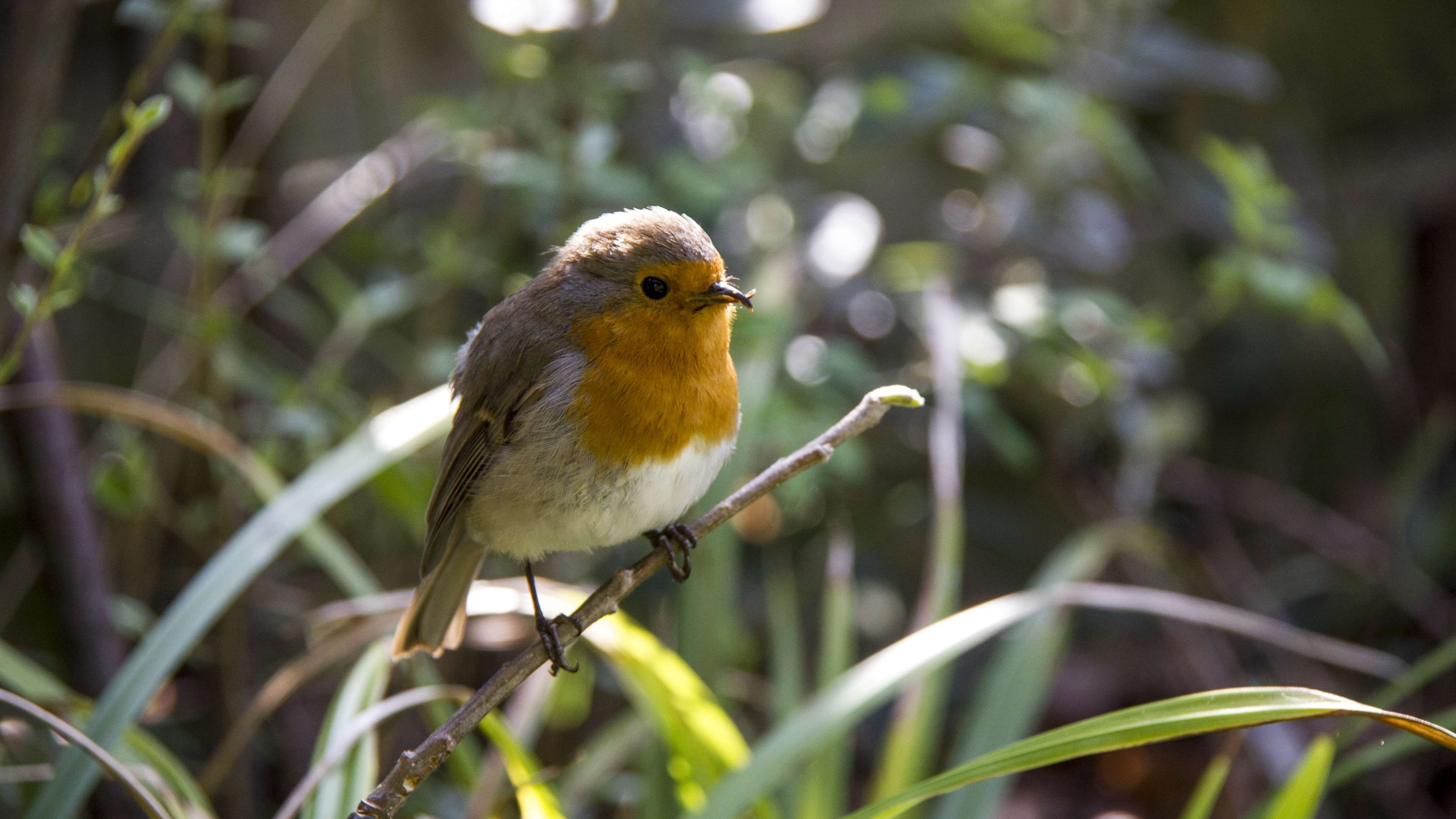 Robin bird branch, Nature's perch, Beautiful wallpaper, Avian elegance, 3840x2160 4K Desktop