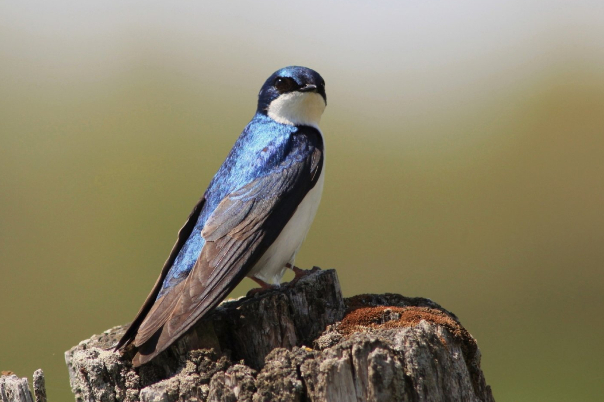 4k swallow wallpapers, High-definition images, Avian beauty, Nature-inspired, 1920x1280 HD Desktop