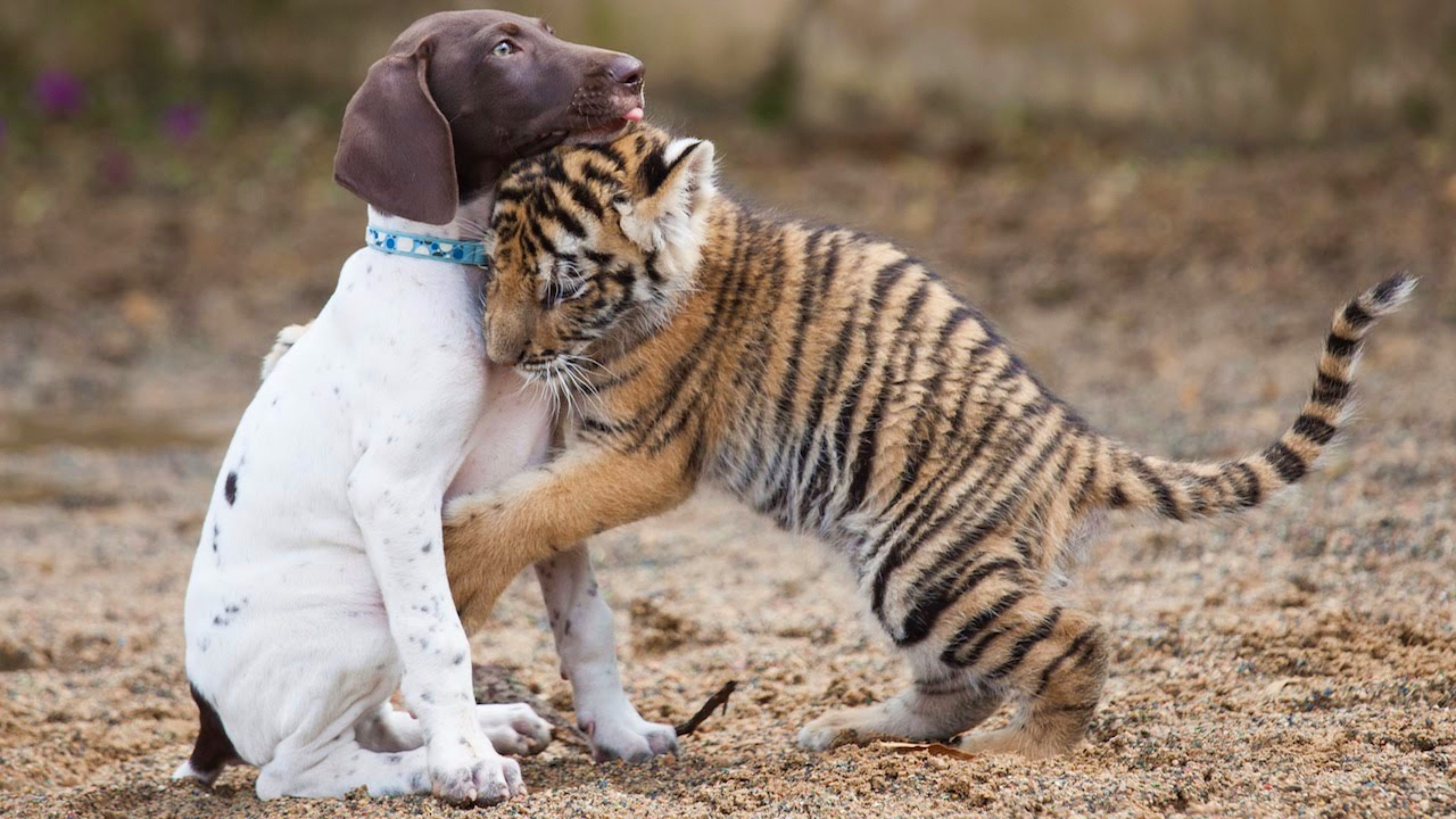 Dog and tiger, Baby Animal Wallpaper, 3840x2160 4K Desktop