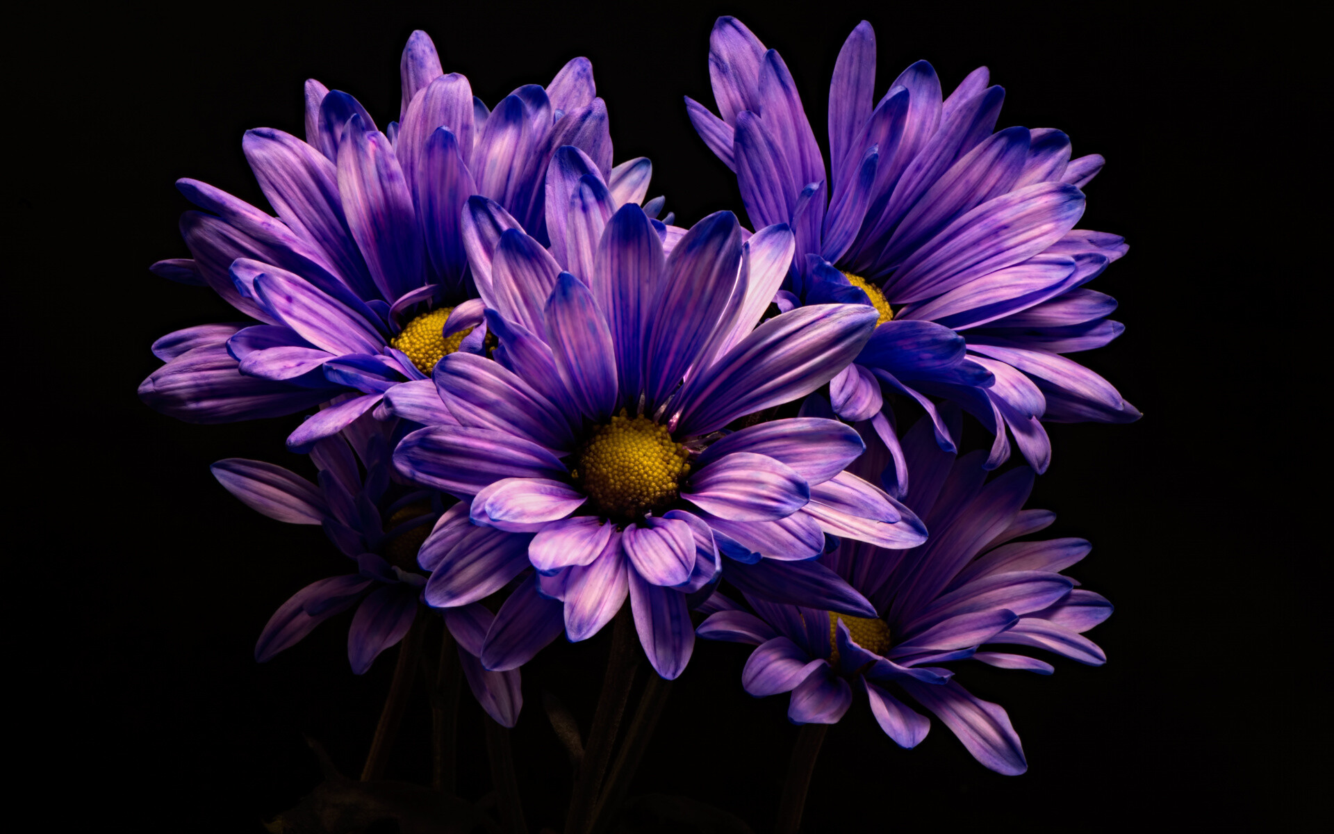 Download widescreen violet chrysanthemum, Colourful flower wallpaper, Nature's vibrant display, Petal perfection, 1920x1200 HD Desktop