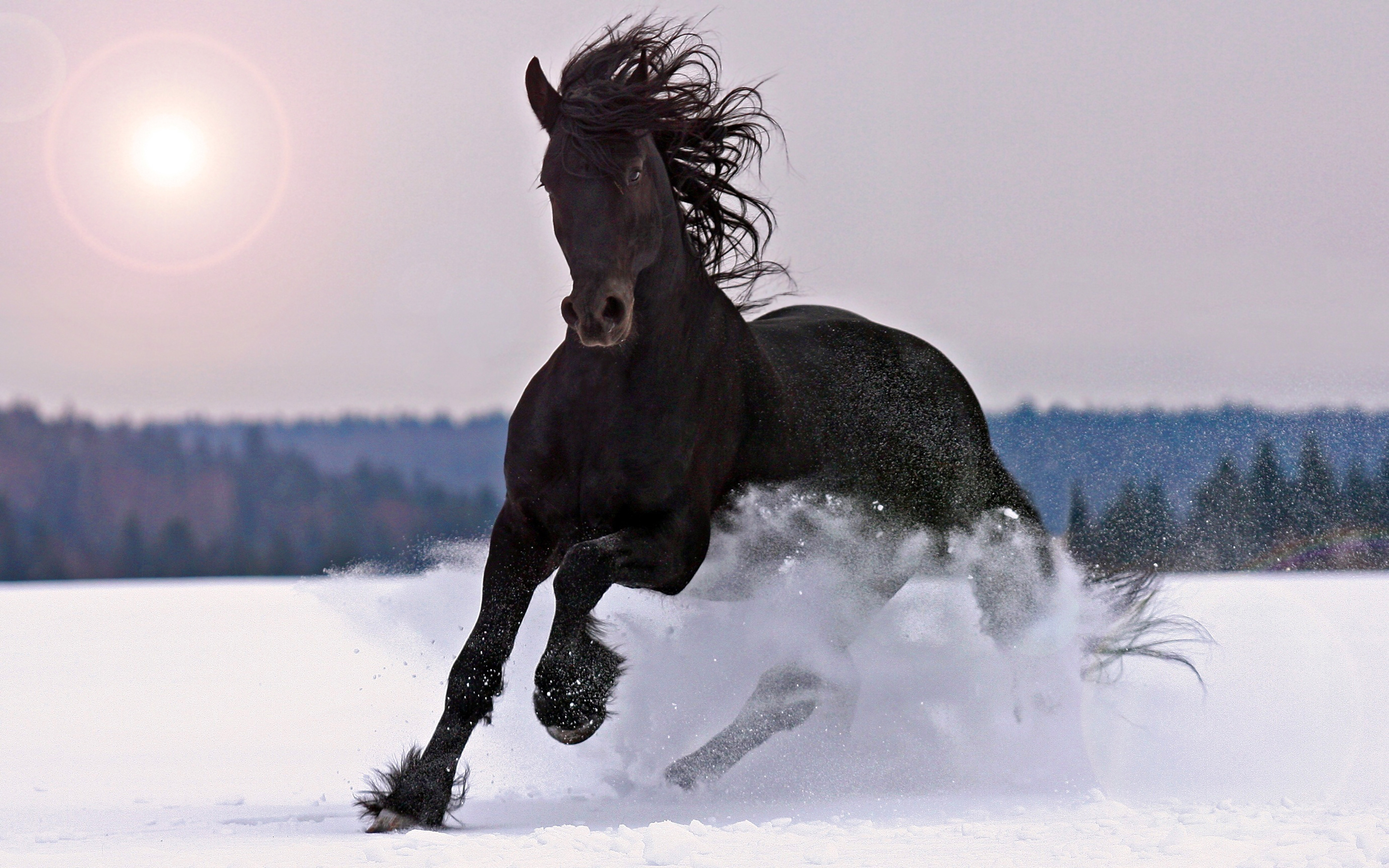 Gallop, Horses in the Snow Wallpaper, 2880x1800 HD Desktop