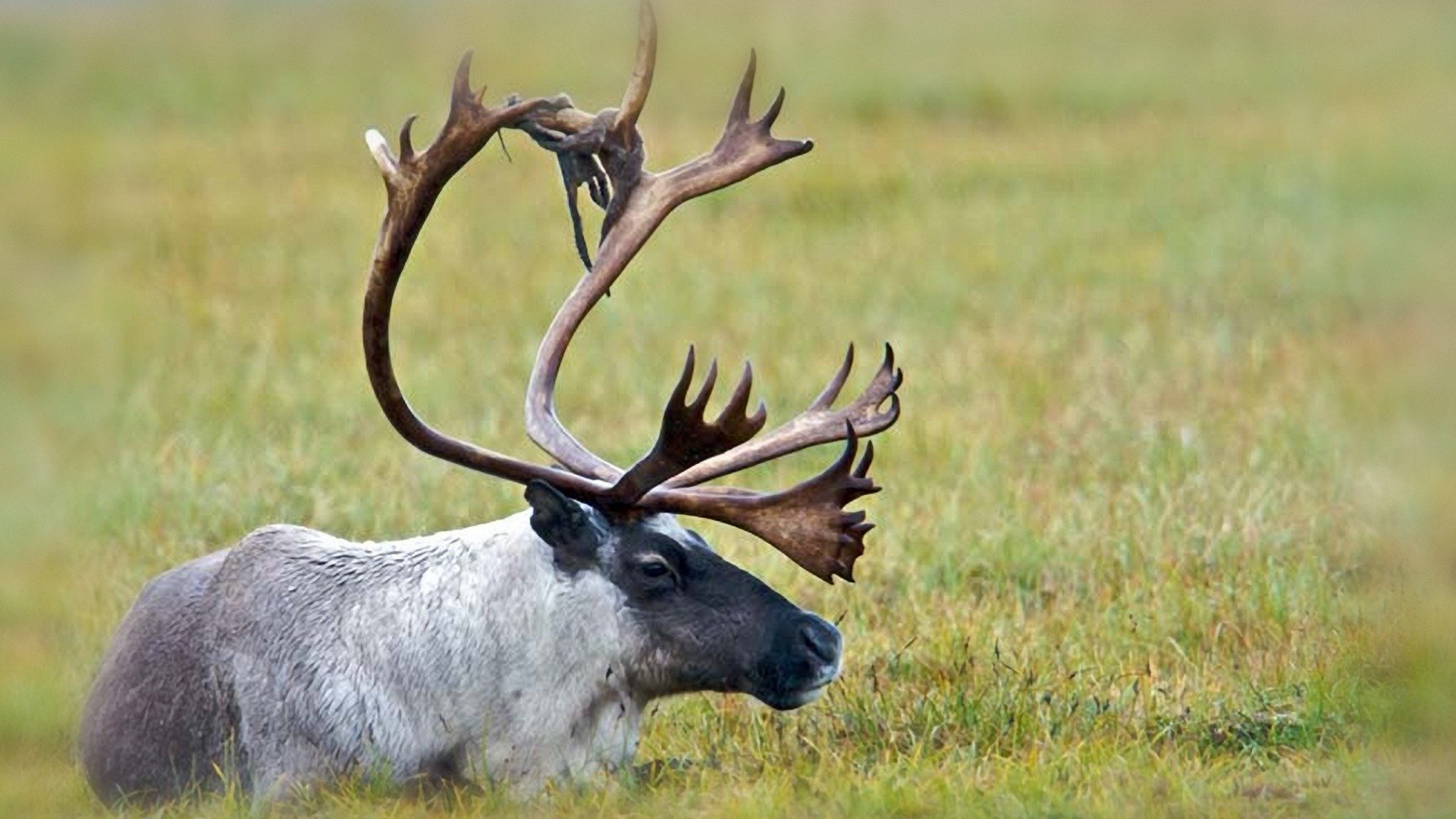 Caribou recovery, Wildlife conservation, Quarterly update, Preservation efforts, 1920x1080 Full HD Desktop