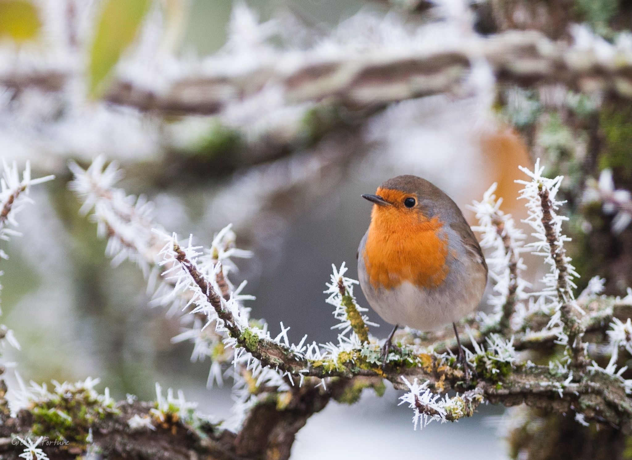 Robin bird photography, Artistic sketches, Feathered friend, Animal kingdom, 2050x1490 HD Desktop